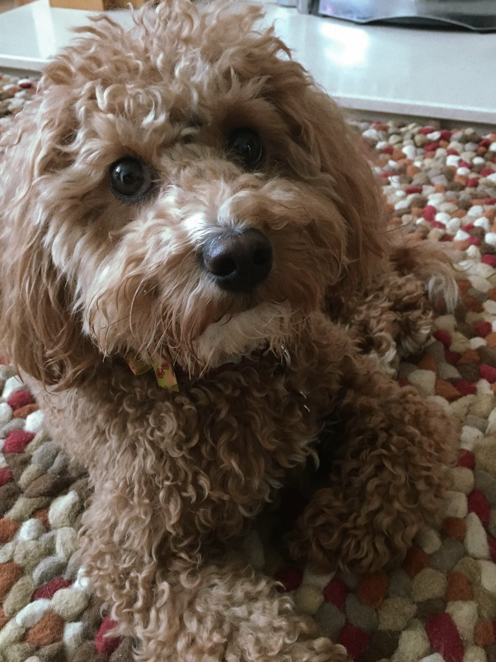 foto Cavapoo Perro Mixto