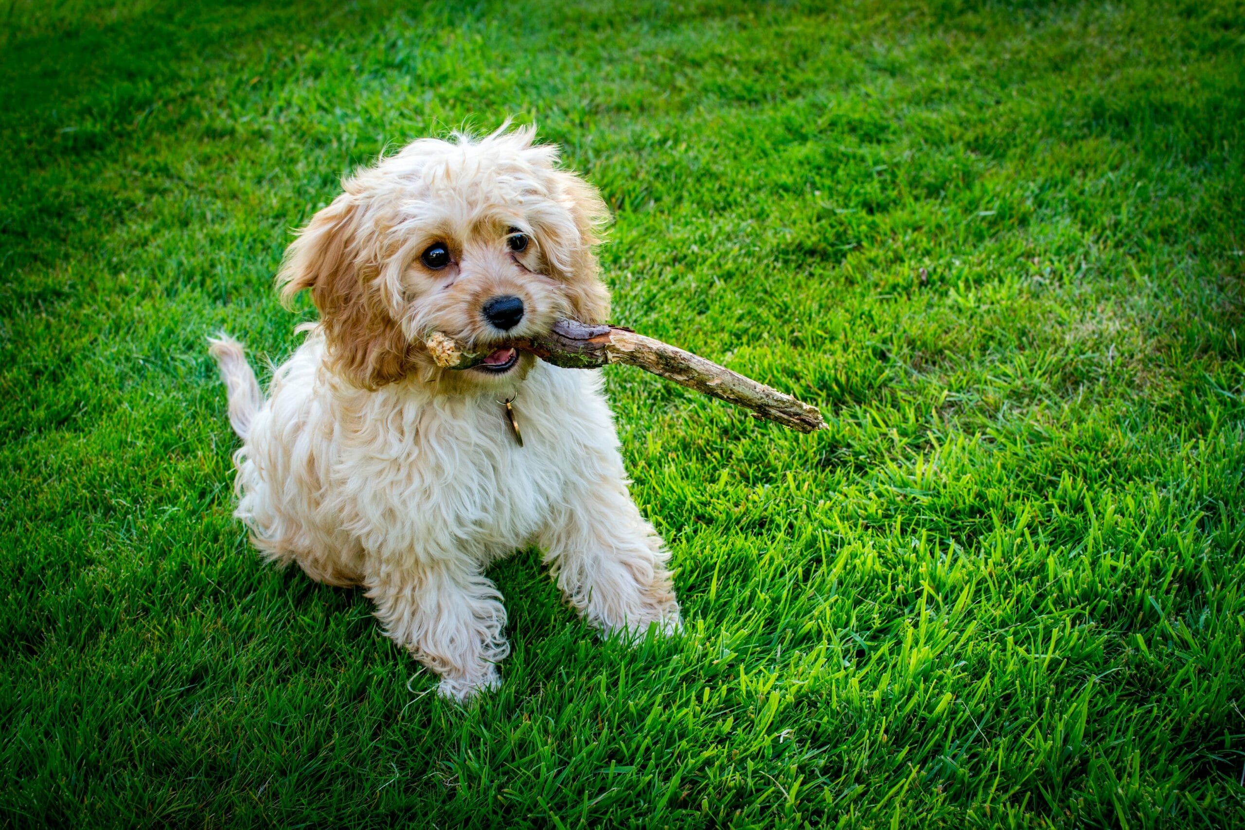foto Cavapoo Perro Mixto