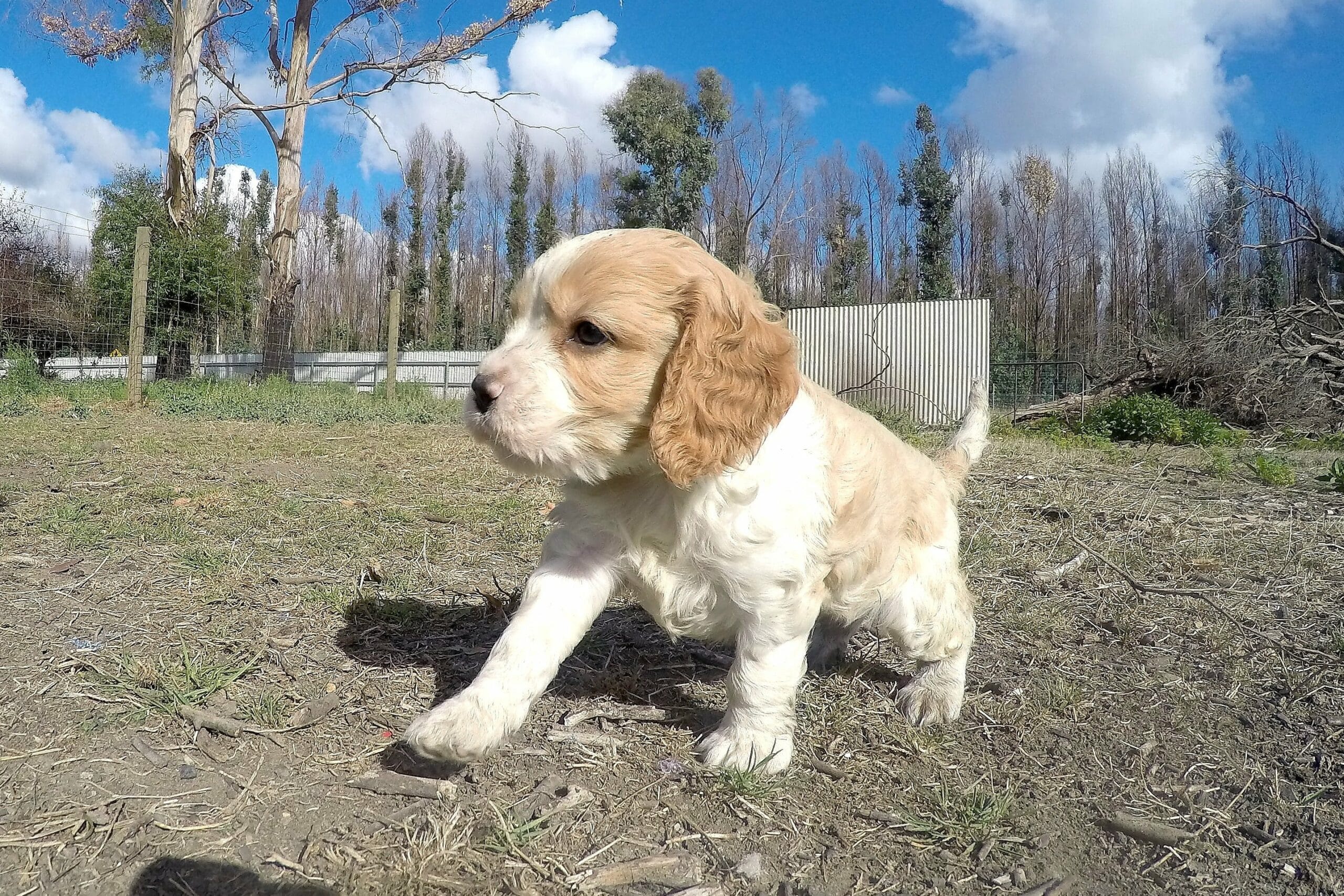 foto Cavapoo Perro Mixto
