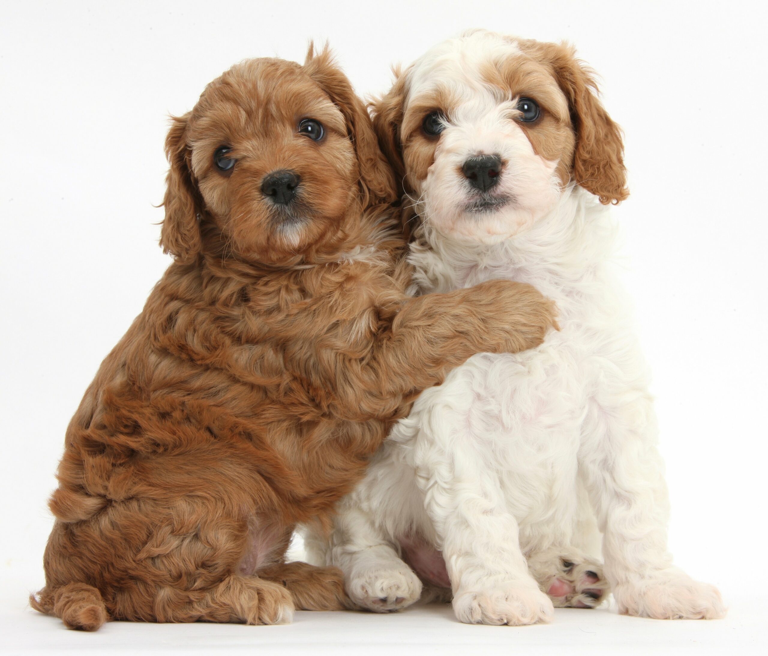 foto Cavapoo Perro Mixto