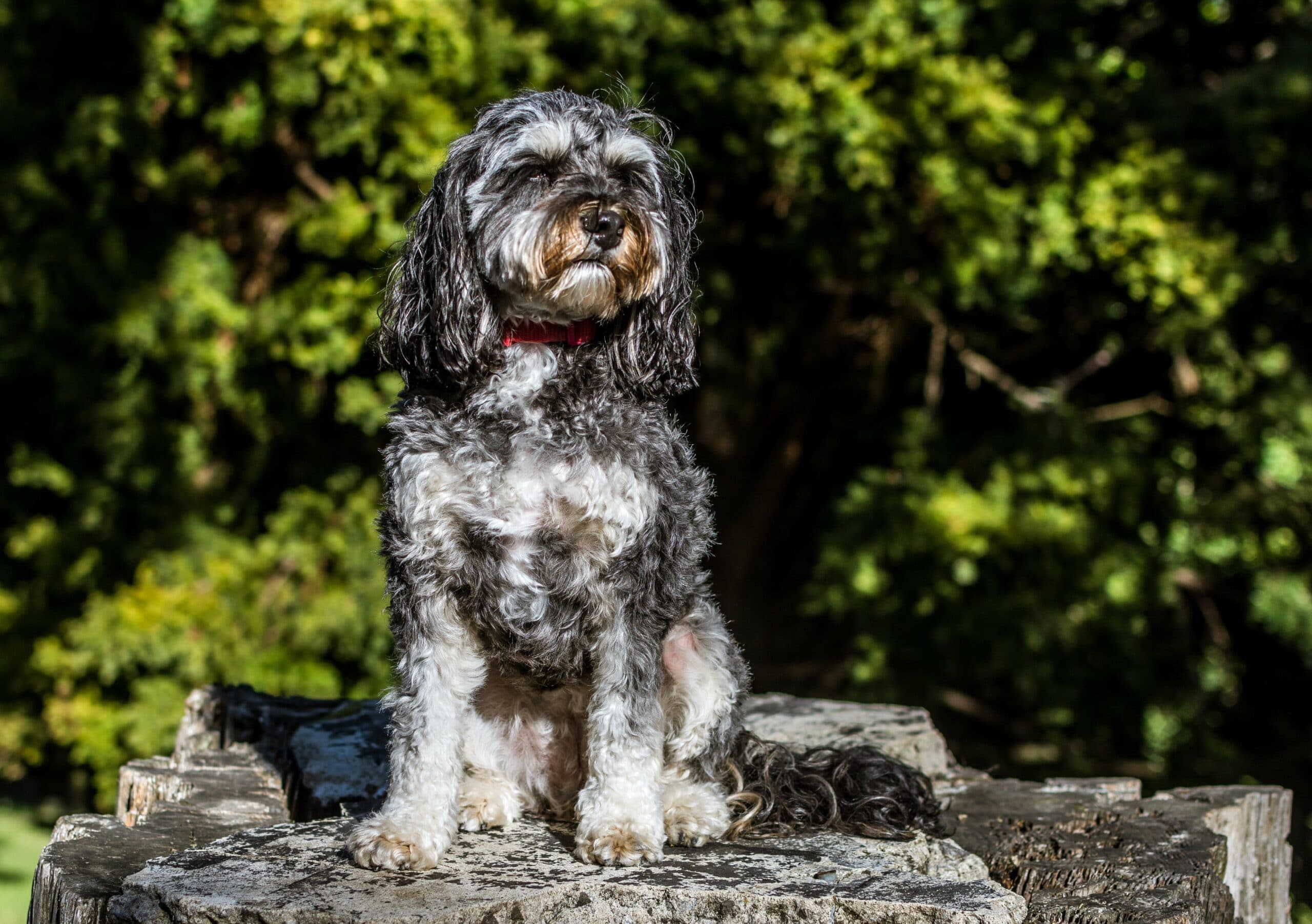 foto Cavapoo Perro Mixto