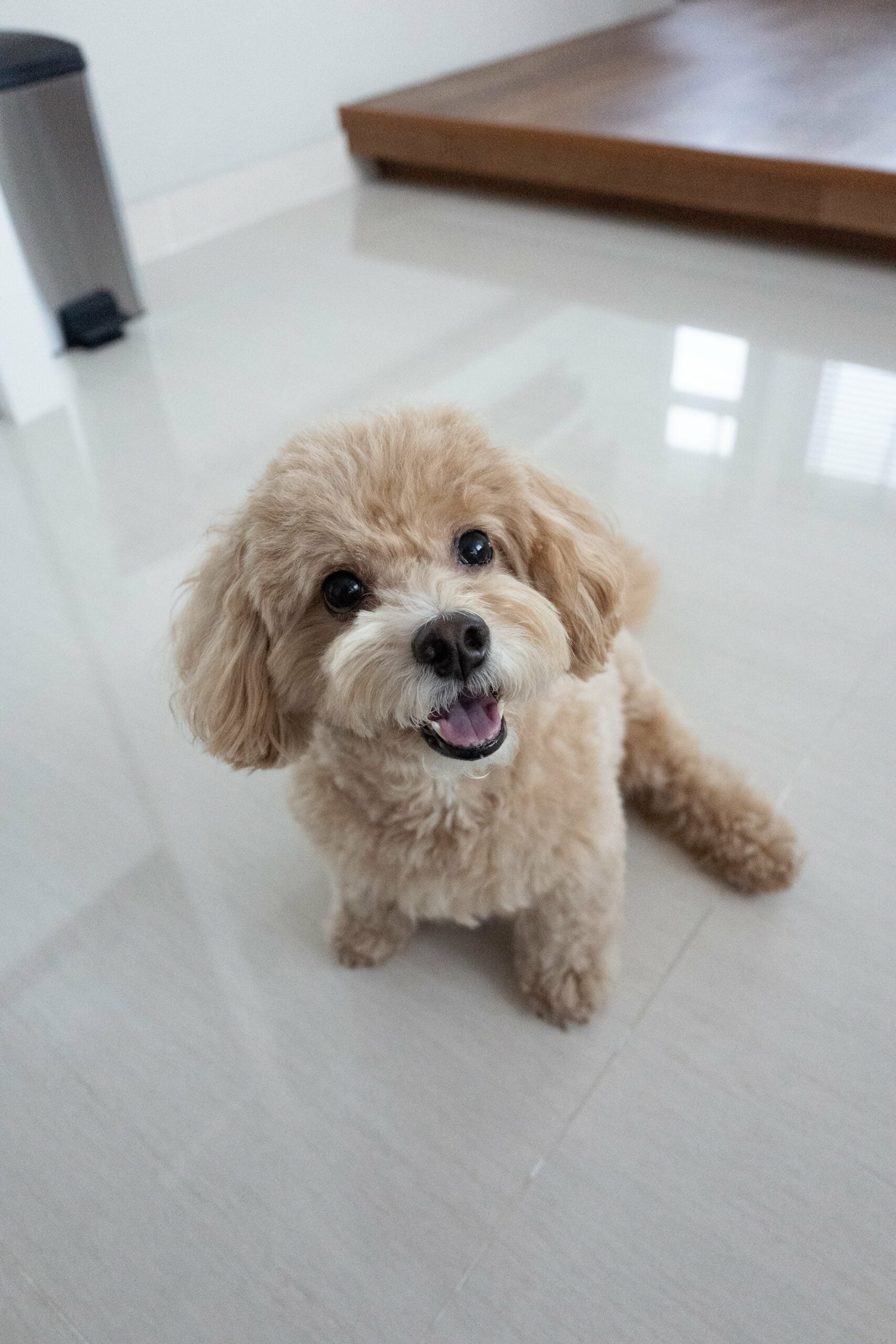 foto Cavapoo Perro Mixto