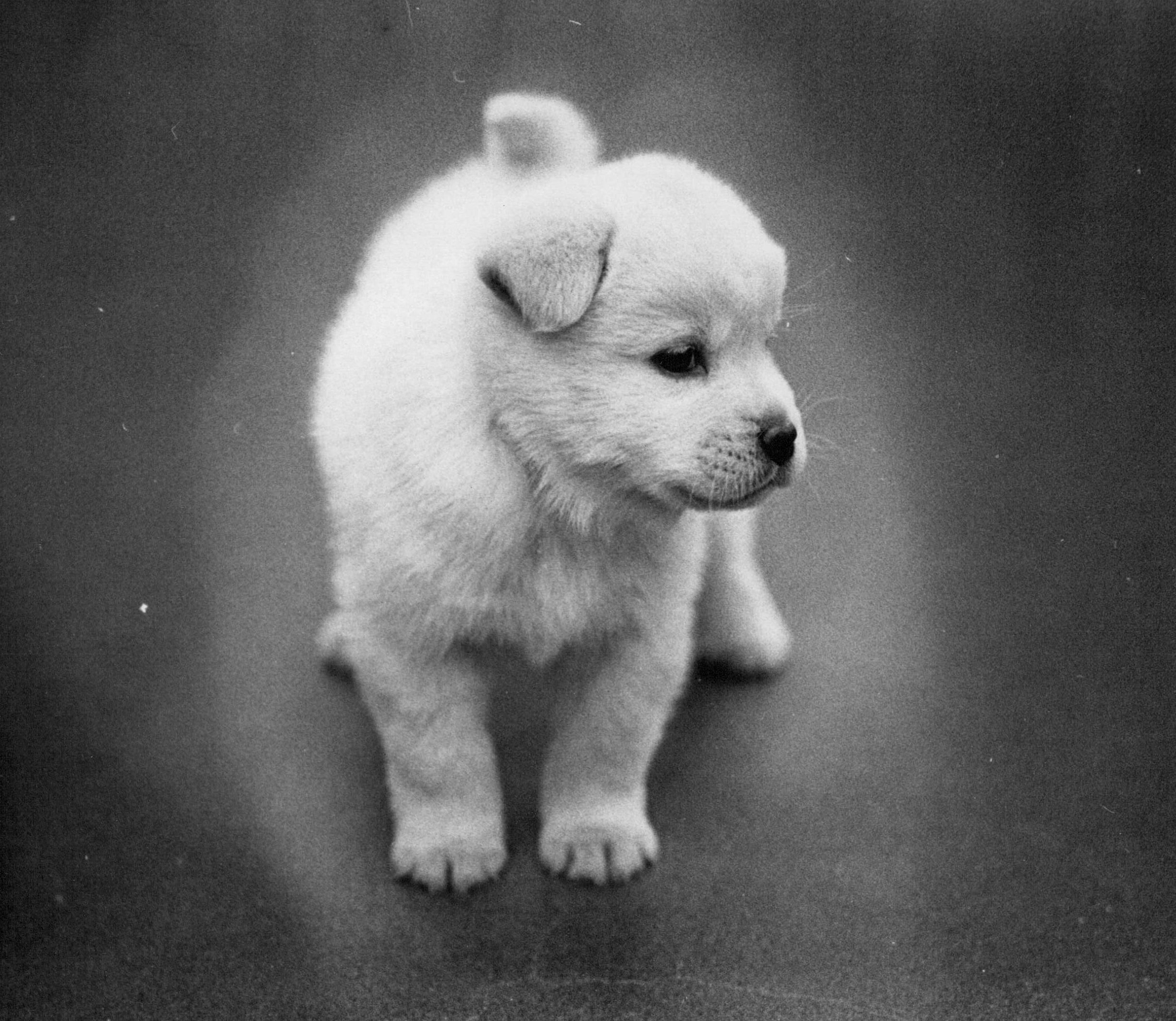 foto Perro de raza Chabrador