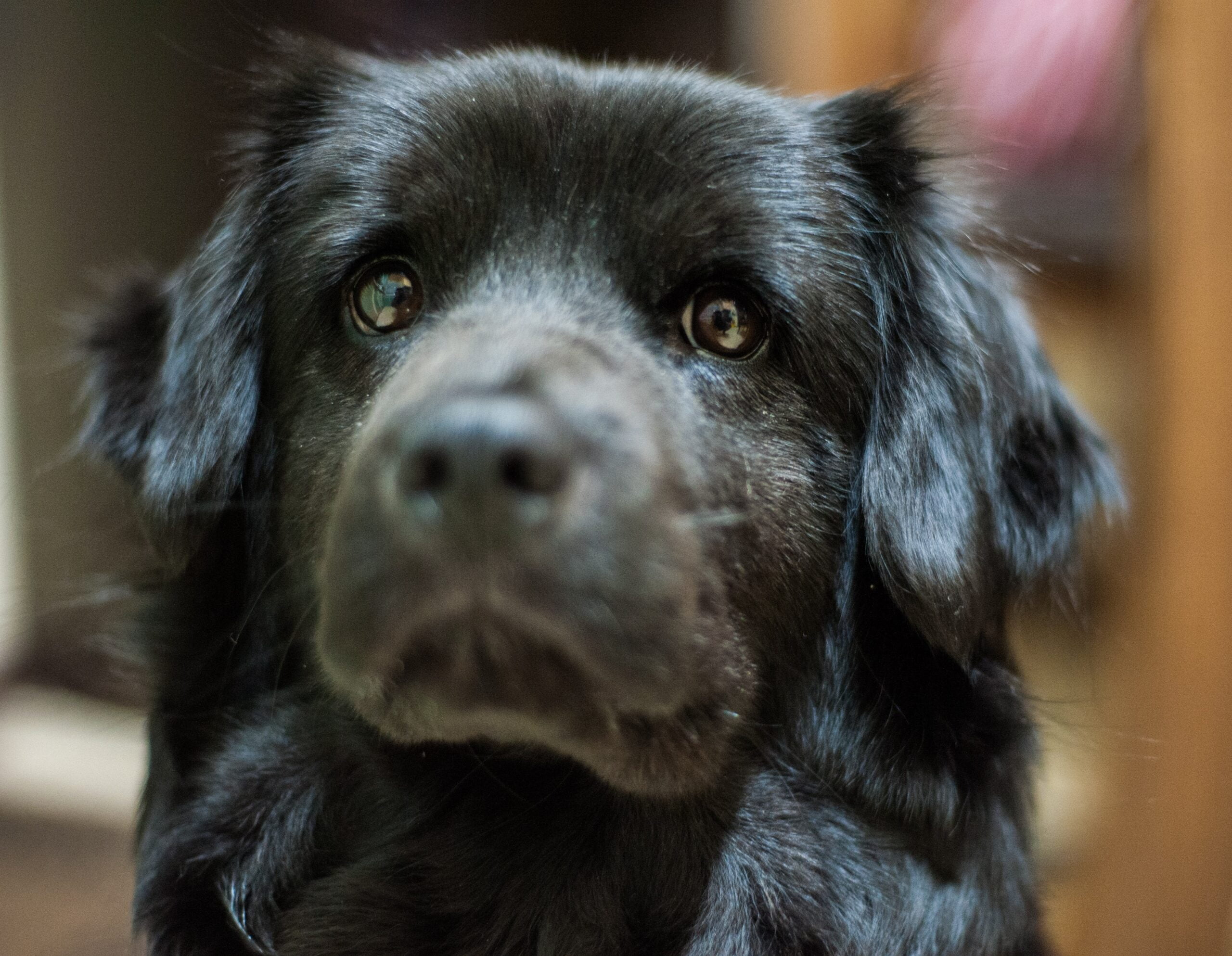 foto Perro de raza Chabrador