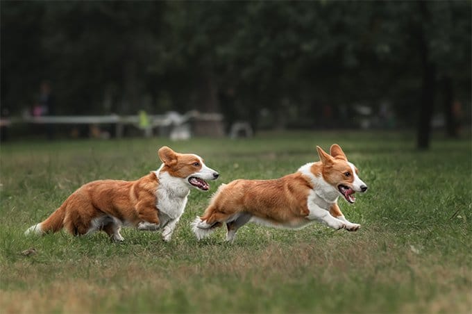 foto Perro de raza Corgi Galés de Cardigan