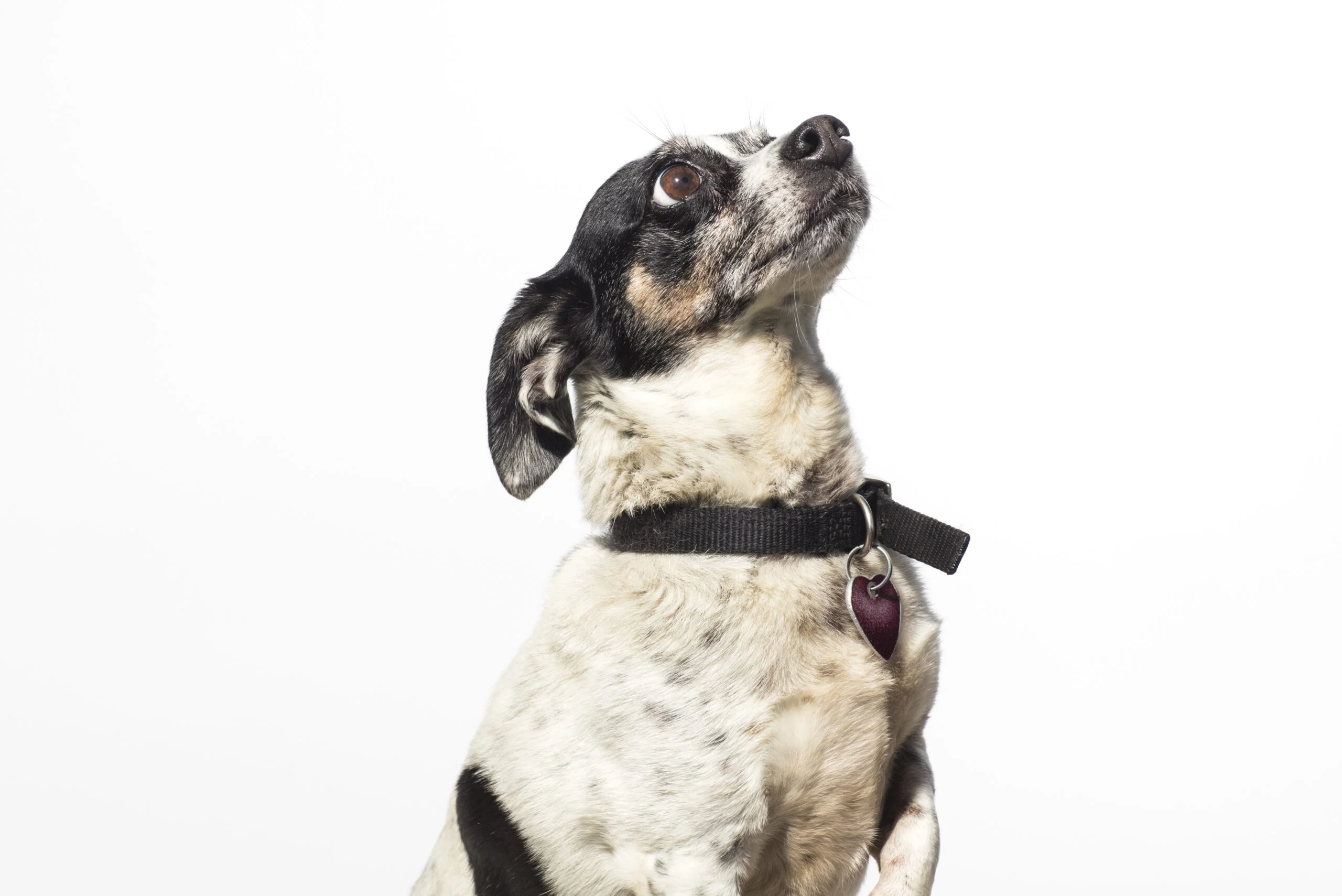 foto Perro de raza Cheagle