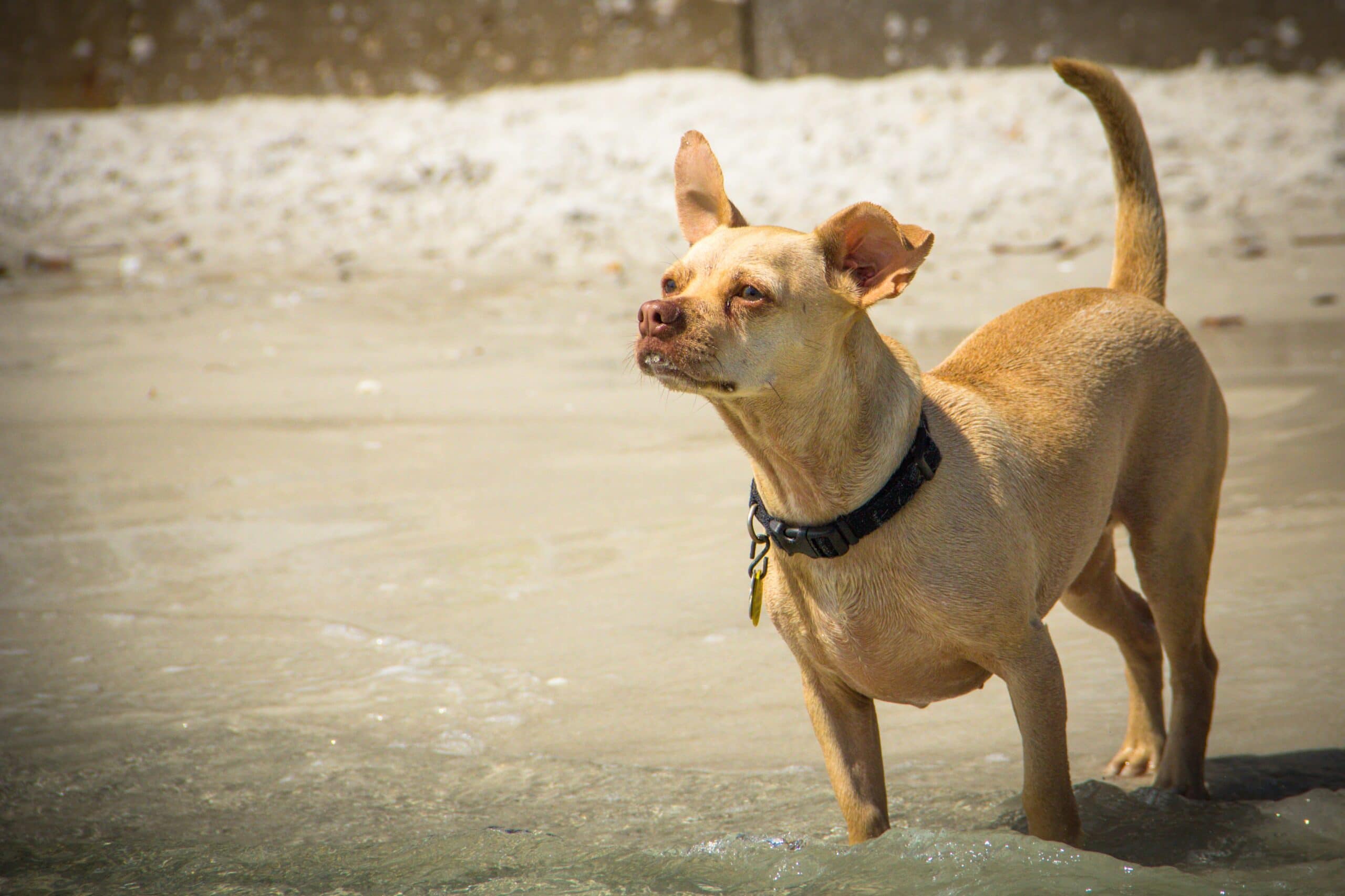 foto Perro de raza Cheagle