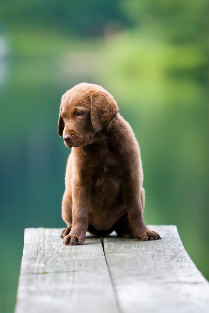 foto Chesapeake Bay Retriever