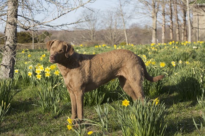 foto Chesapeake Bay Retriever