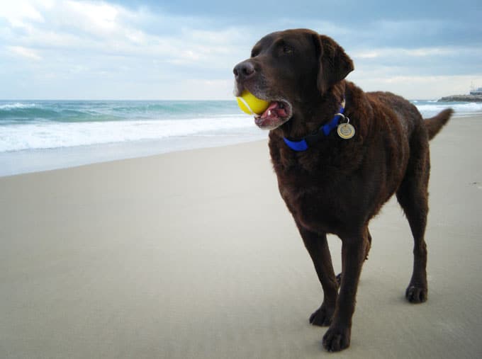 foto Chesapeake Bay Retriever