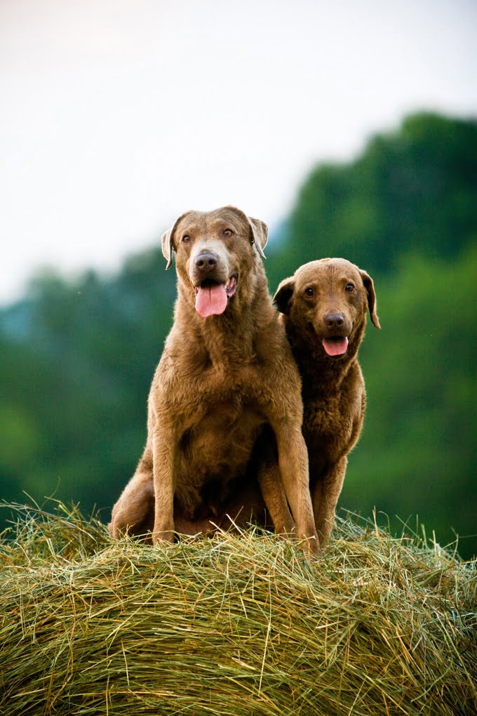 foto Chesapeake Bay Retriever