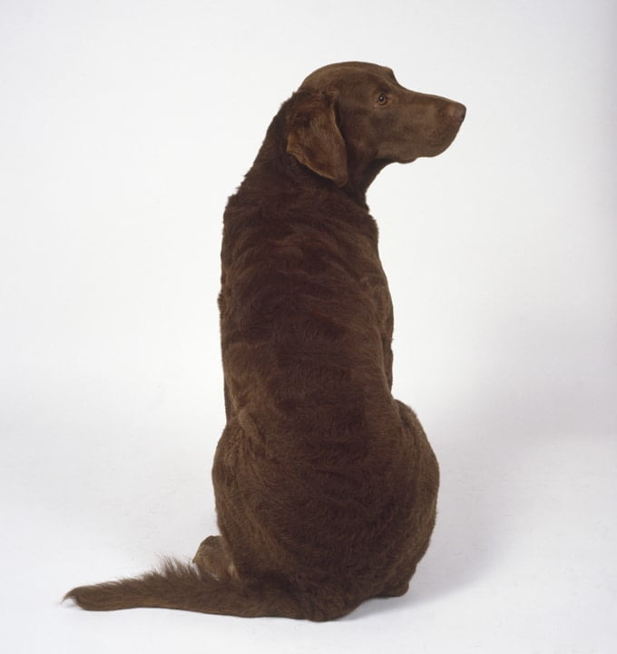 foto Chesapeake Bay Retriever