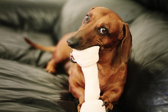 foto Perro Dachshund