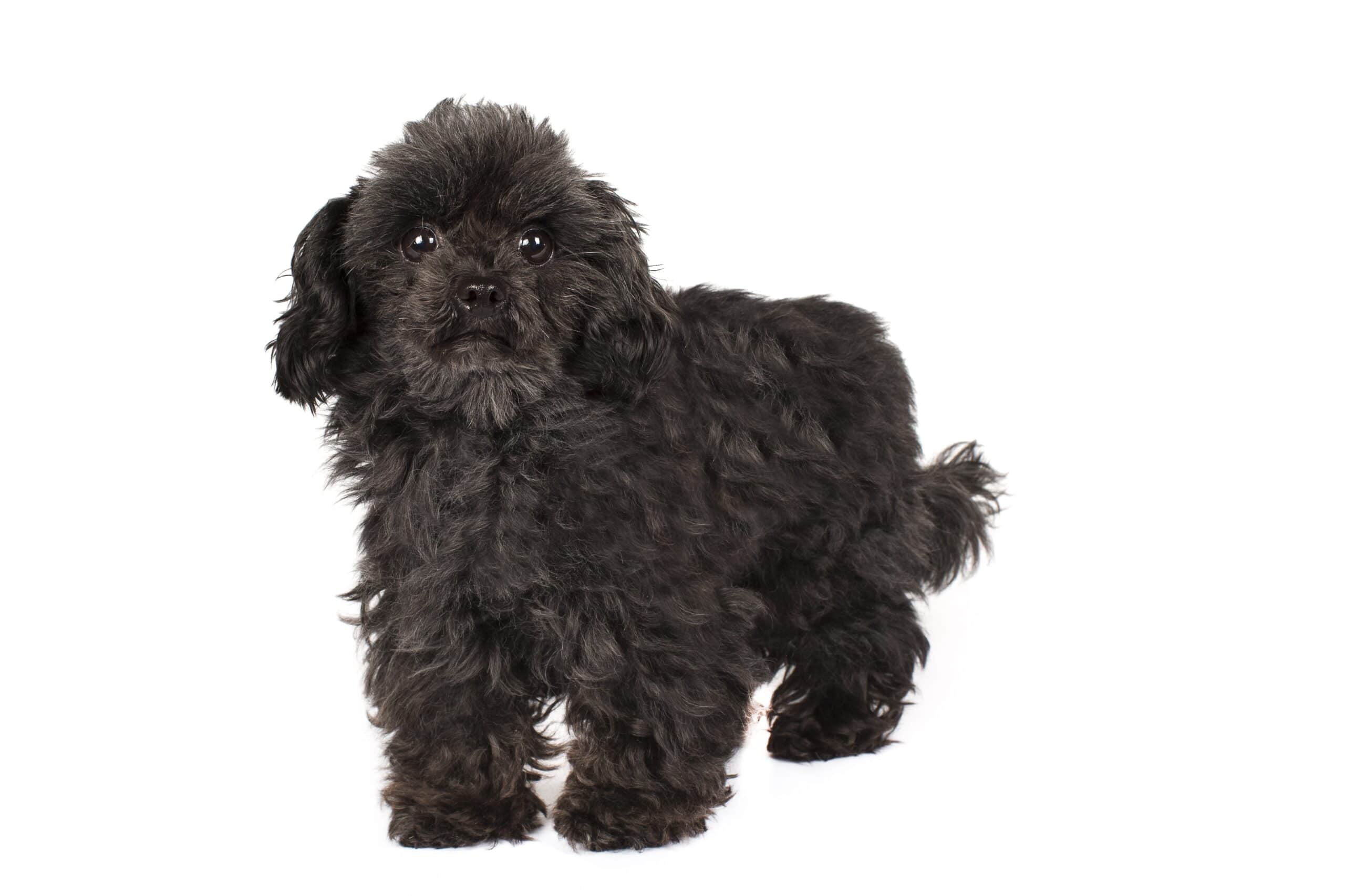 foto Perro mixto Chi-Poo