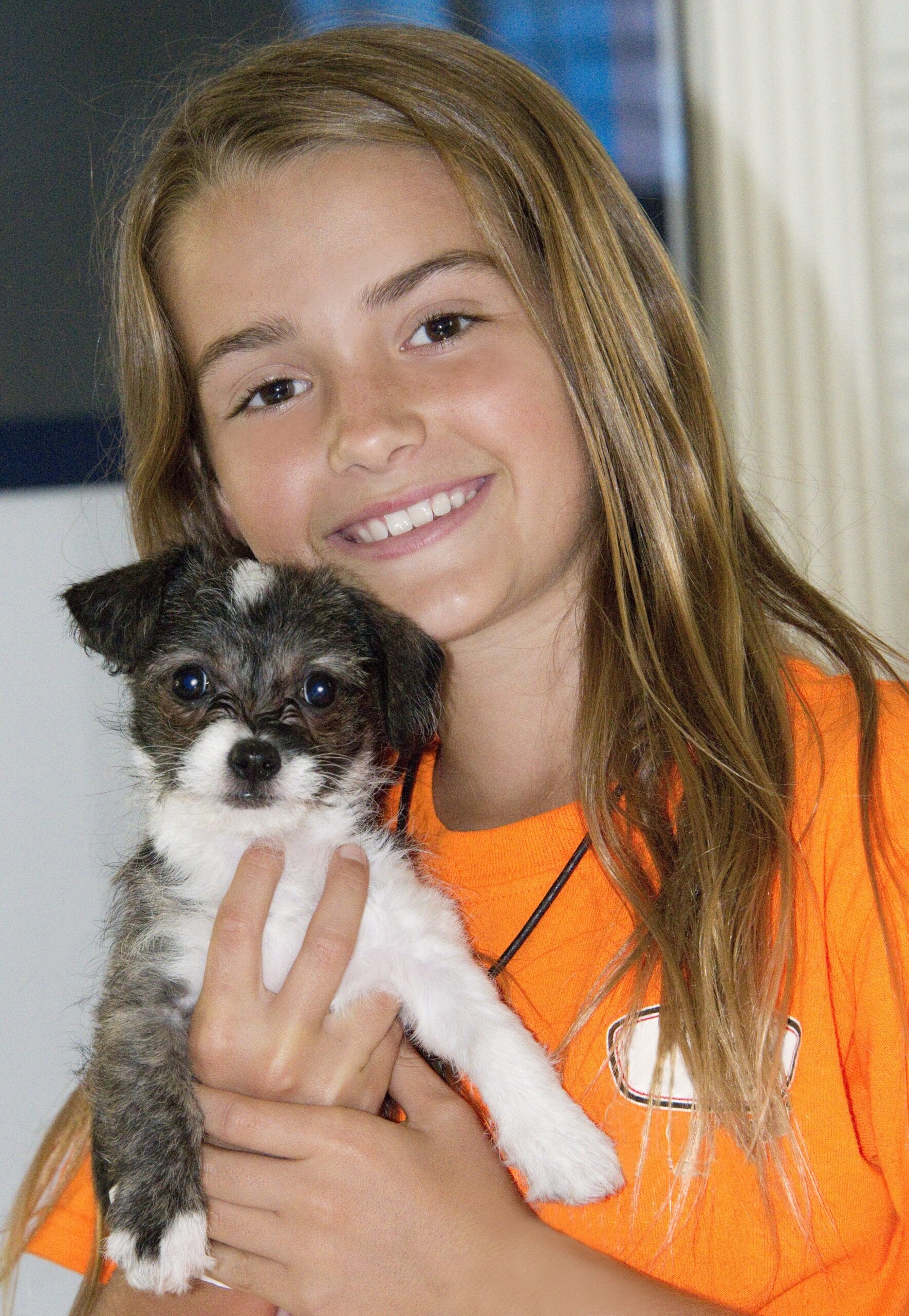 foto Perro mixto Chi-Poo