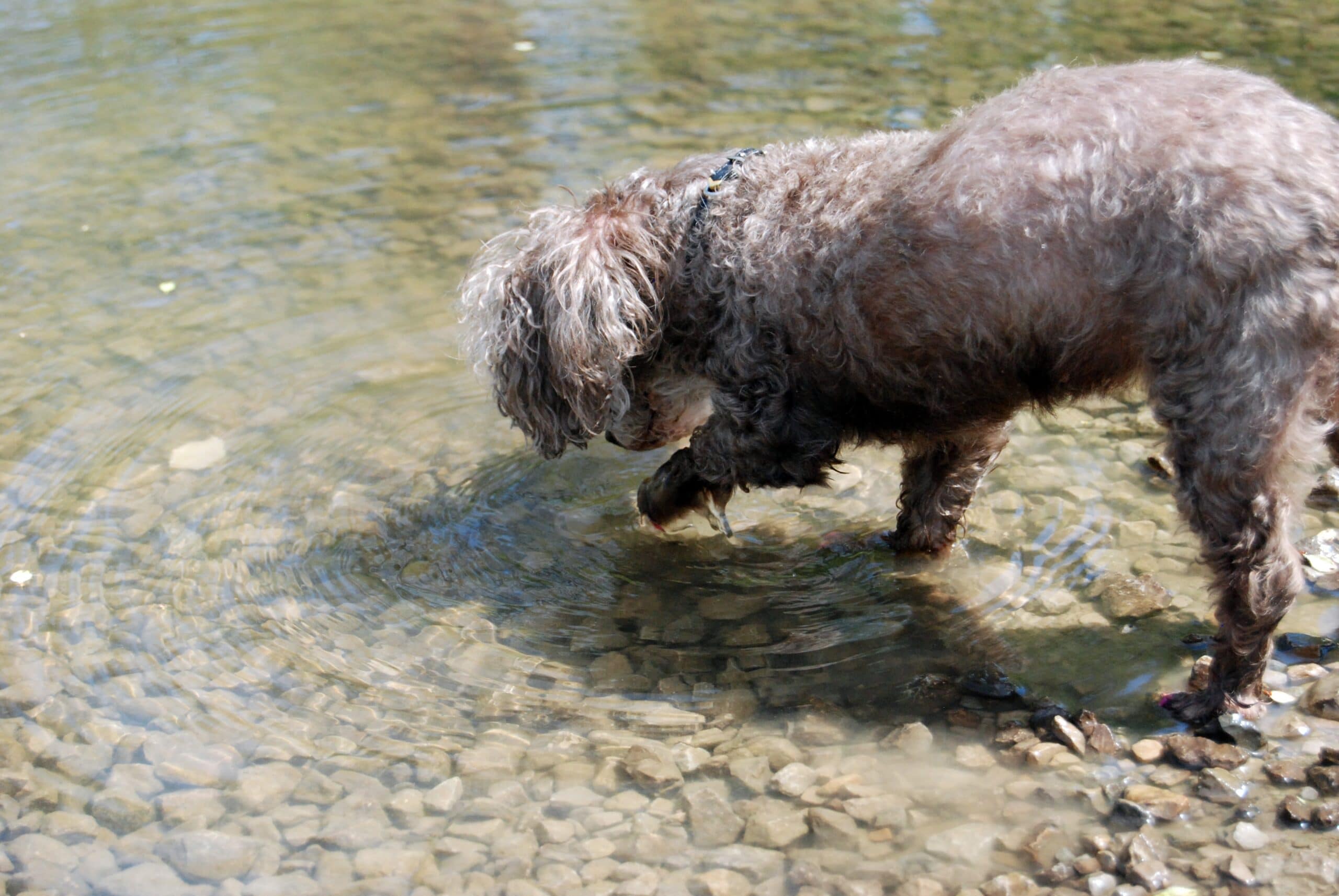 foto Perro mixto Chi-Poo