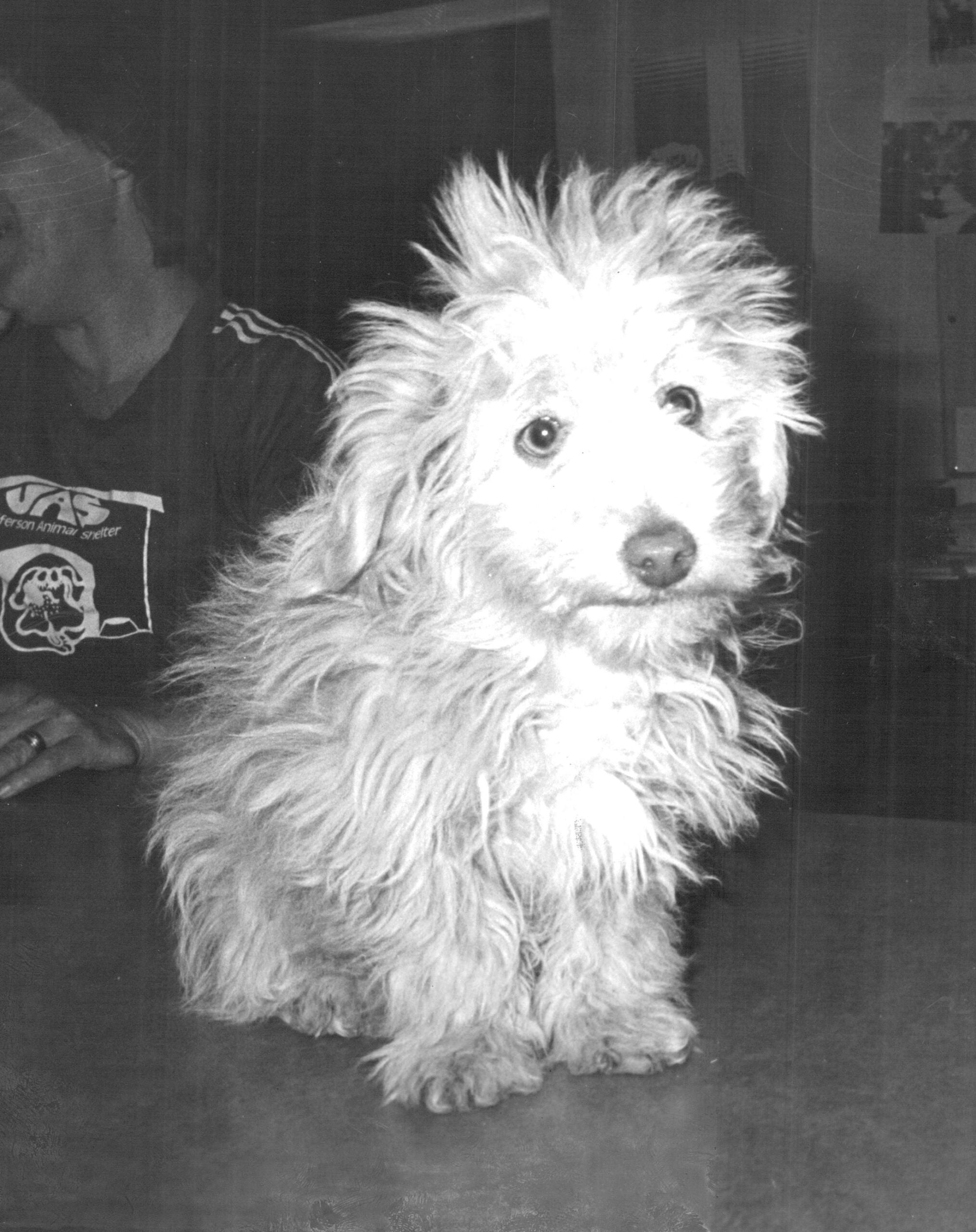 foto Perro mixto Chi-Poo