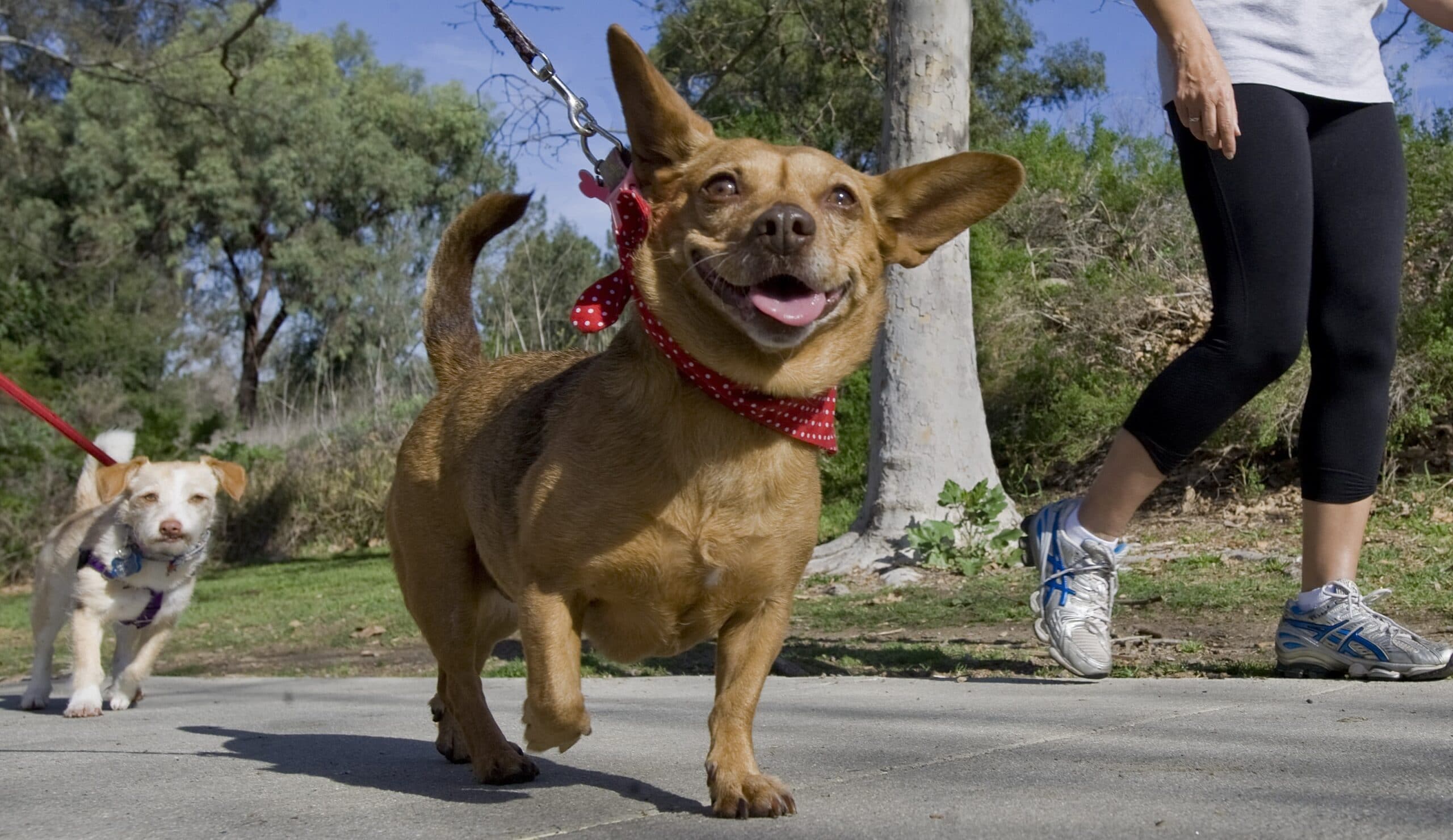 foto Chigi Perro Mixto