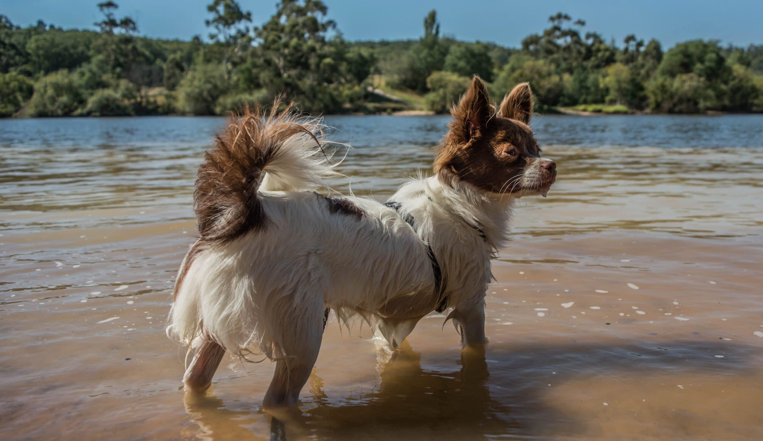 foto Perro mixto de Chion