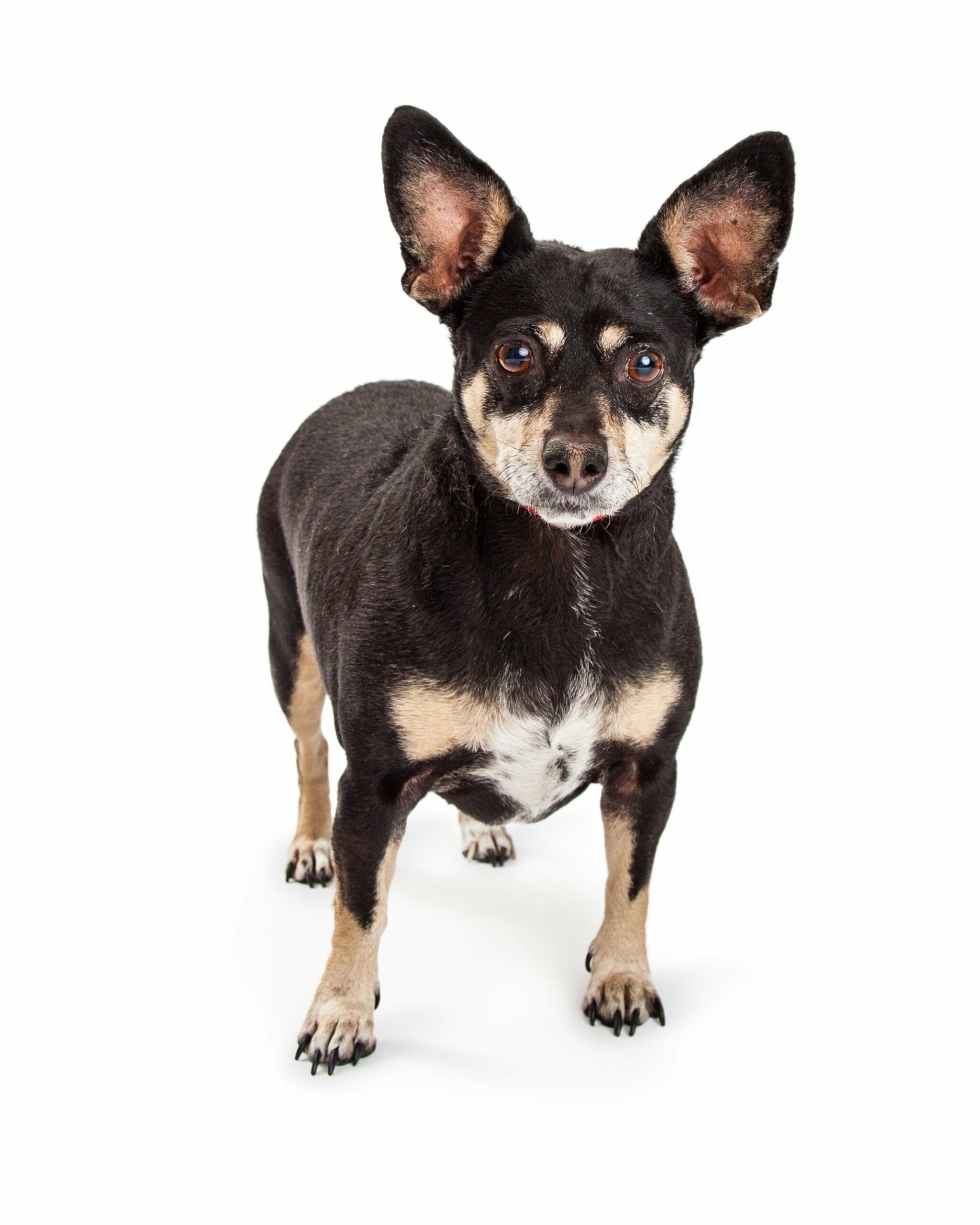 foto Perro Mixto Chipin