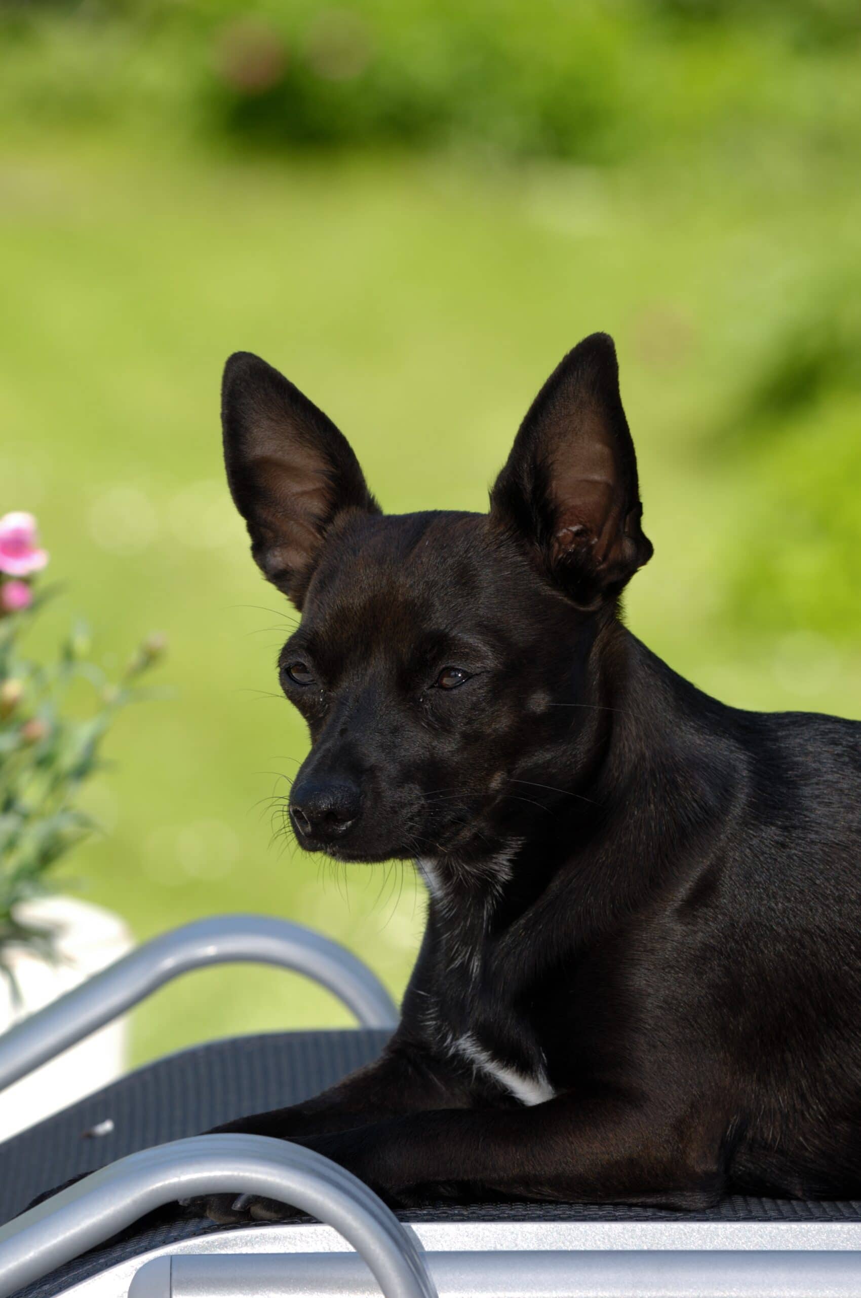 foto Perro Mixto Chipin