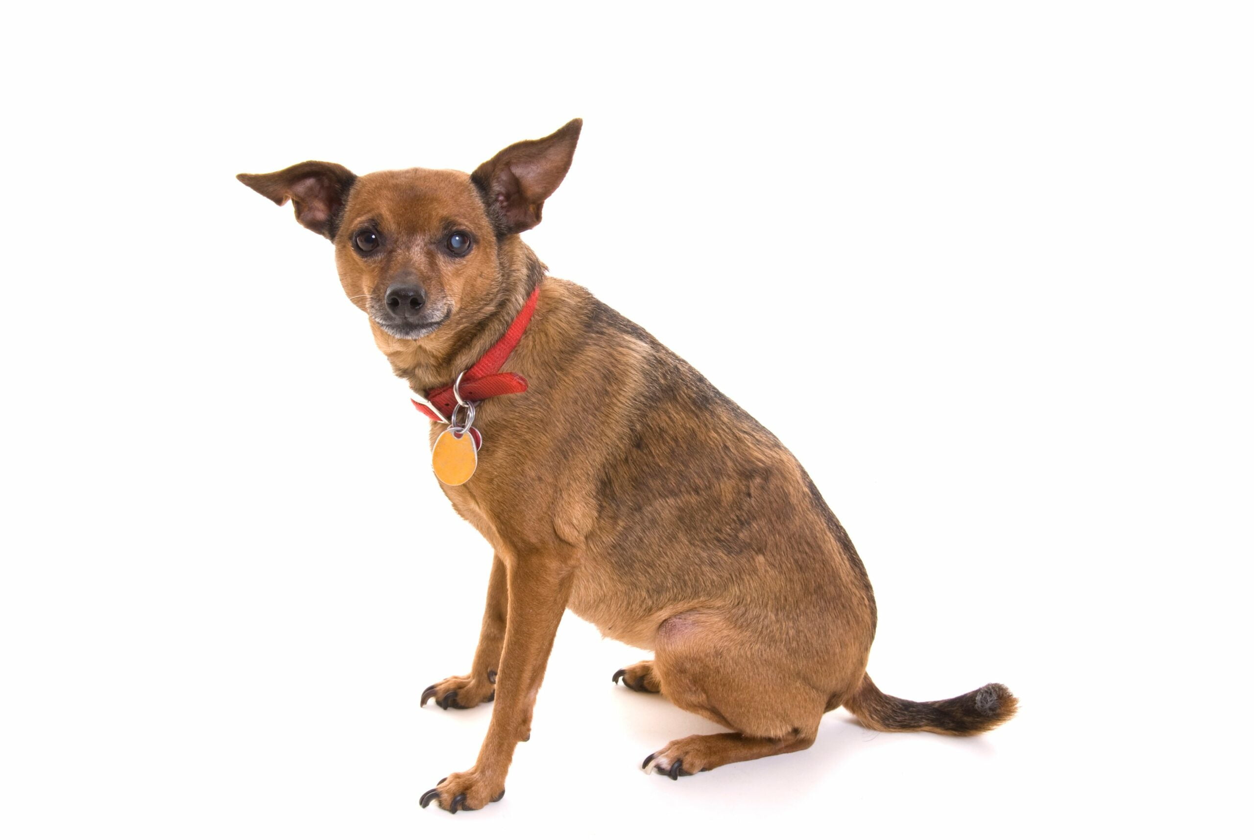 foto Perro Mixto Chipin