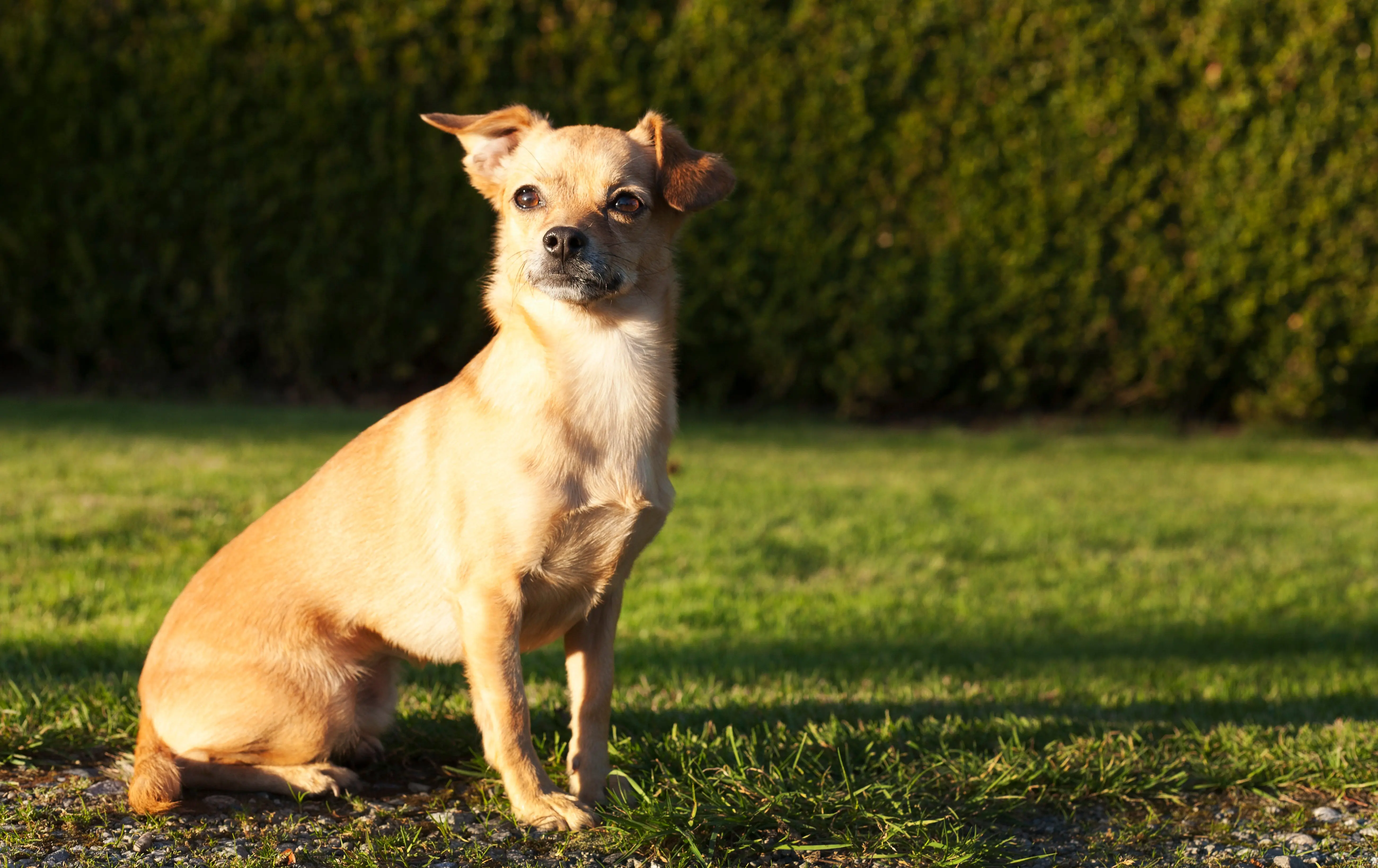 foto Perro mixto chiweenie