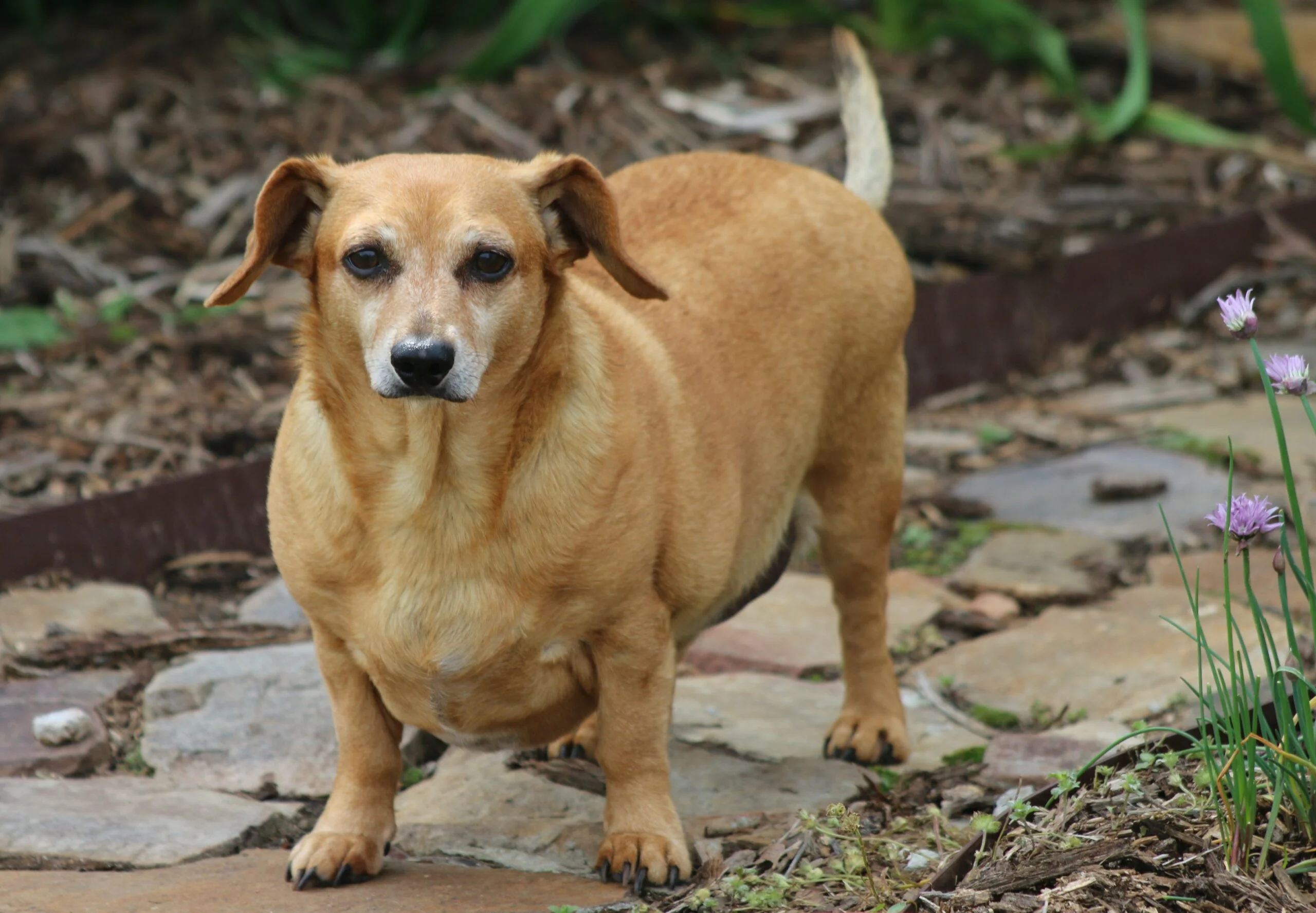 foto Perro mixto chiweenie