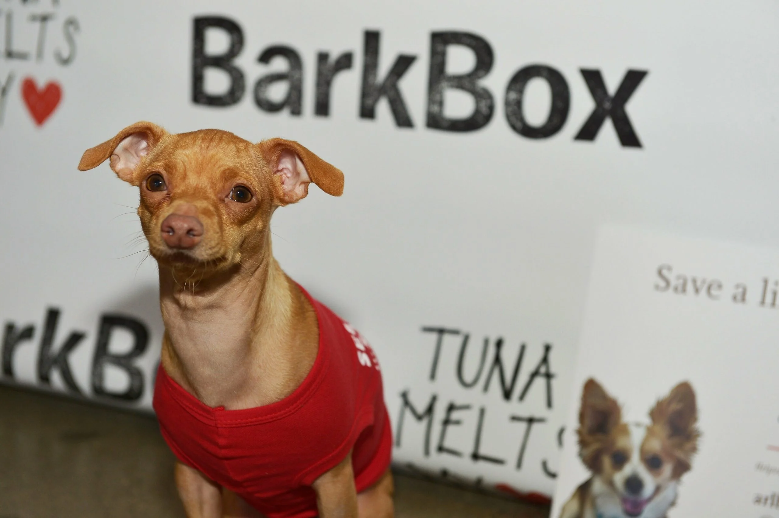 foto Perro mixto chiweenie