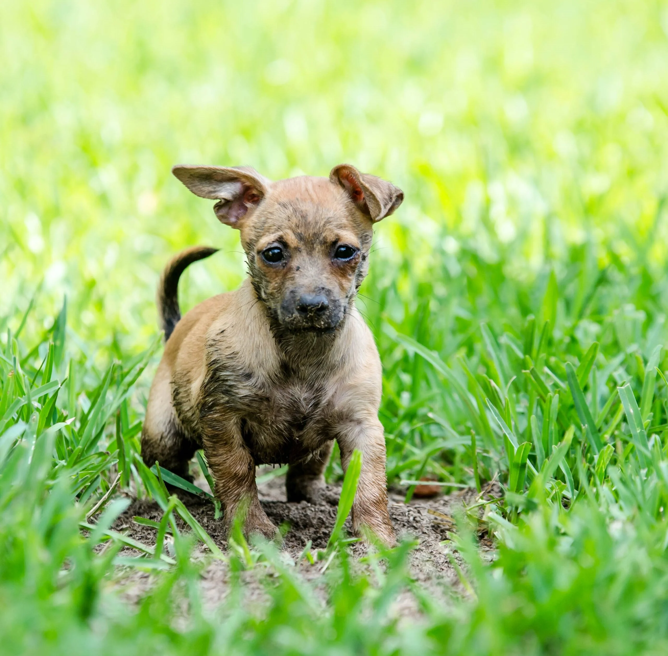 foto Perro mixto chiweenie