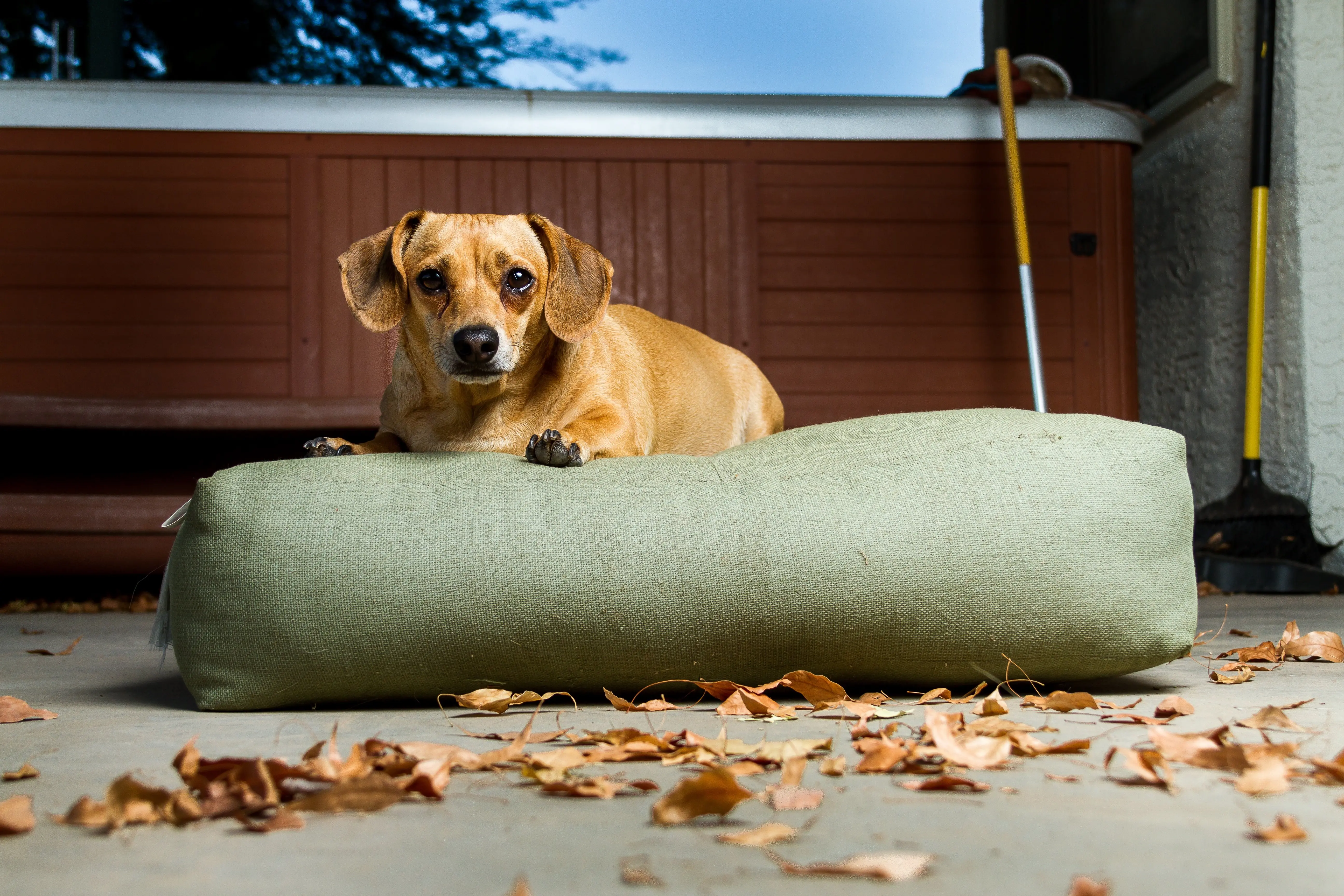 foto Perro mixto chiweenie