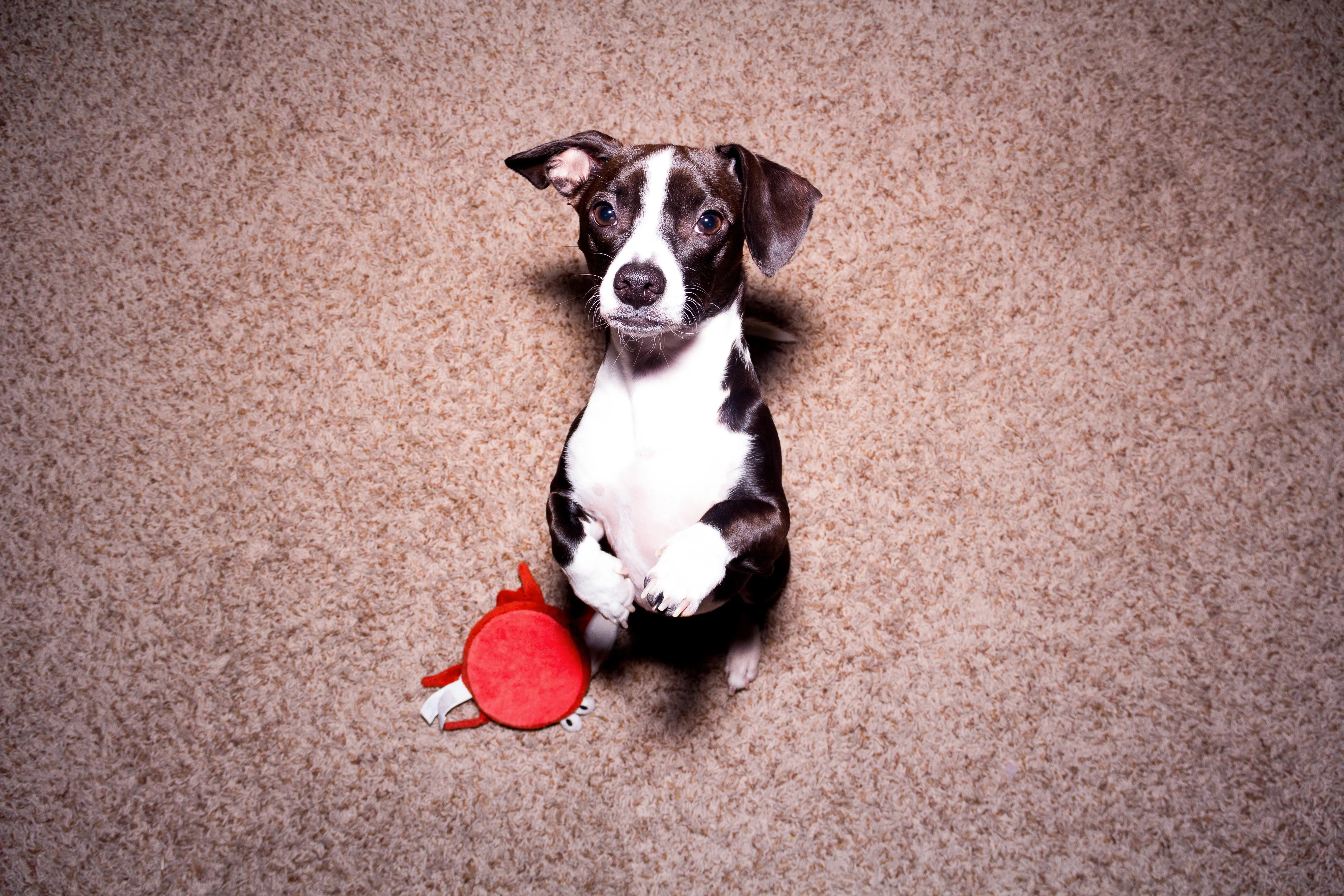 foto Perro mixto chiweenie
