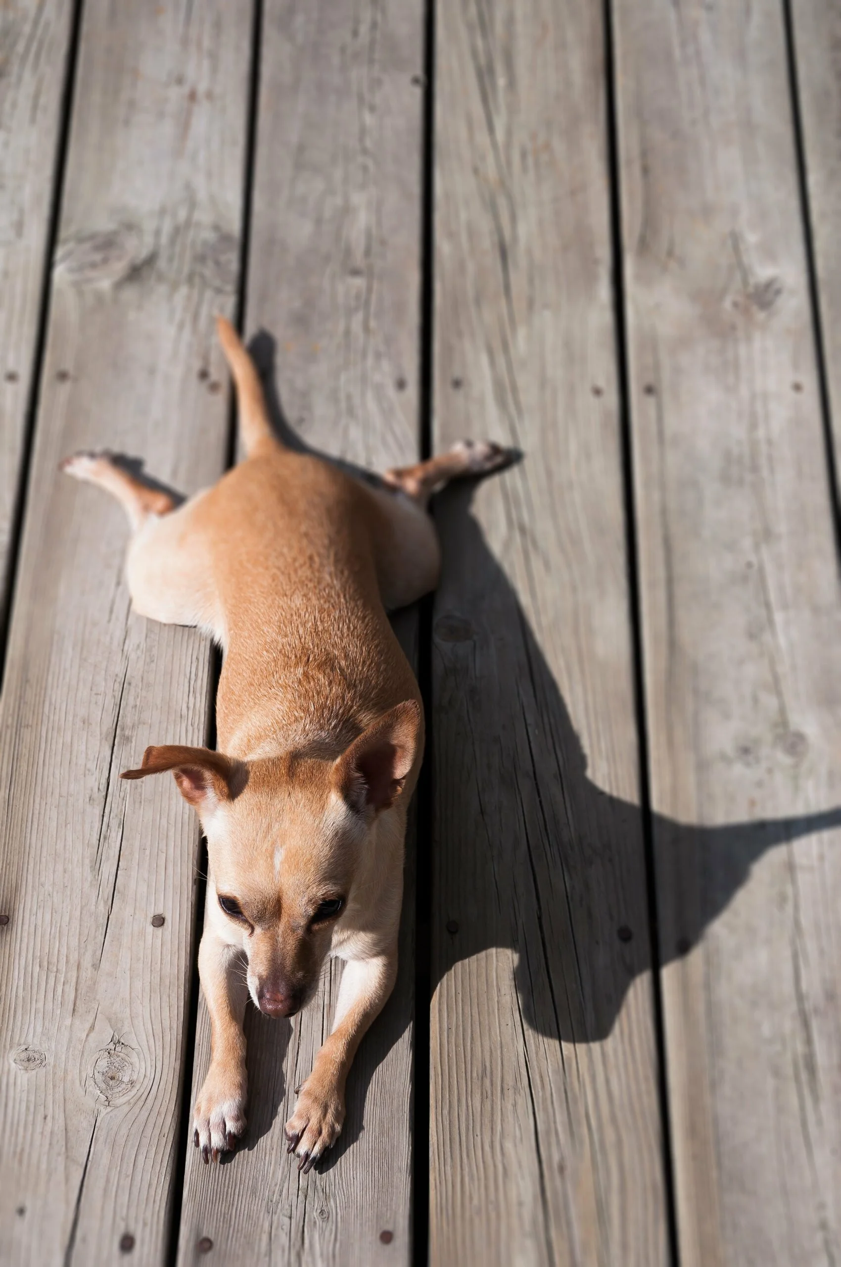 foto Perro mixto chiweenie