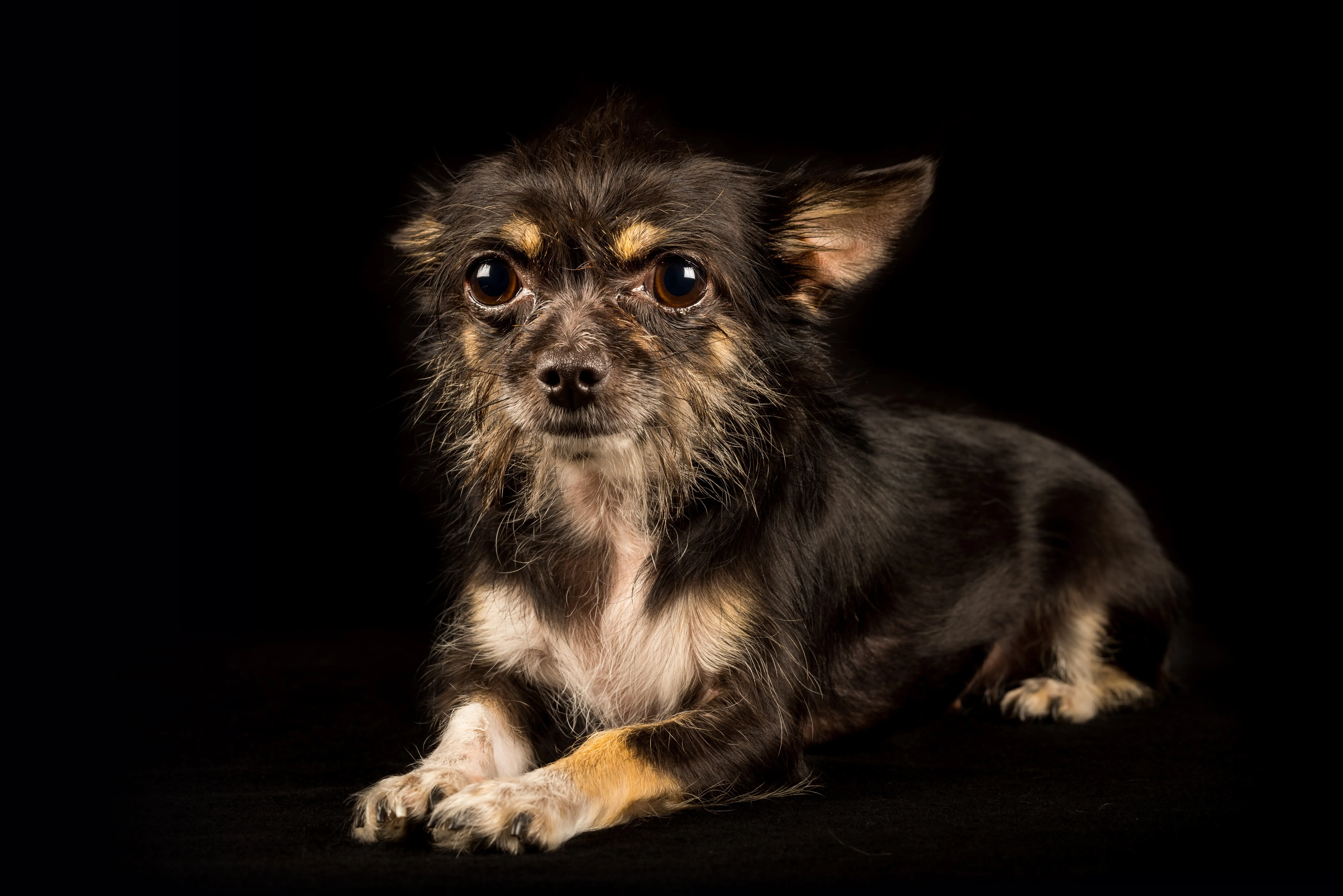 foto Chorkie Perro Mixto