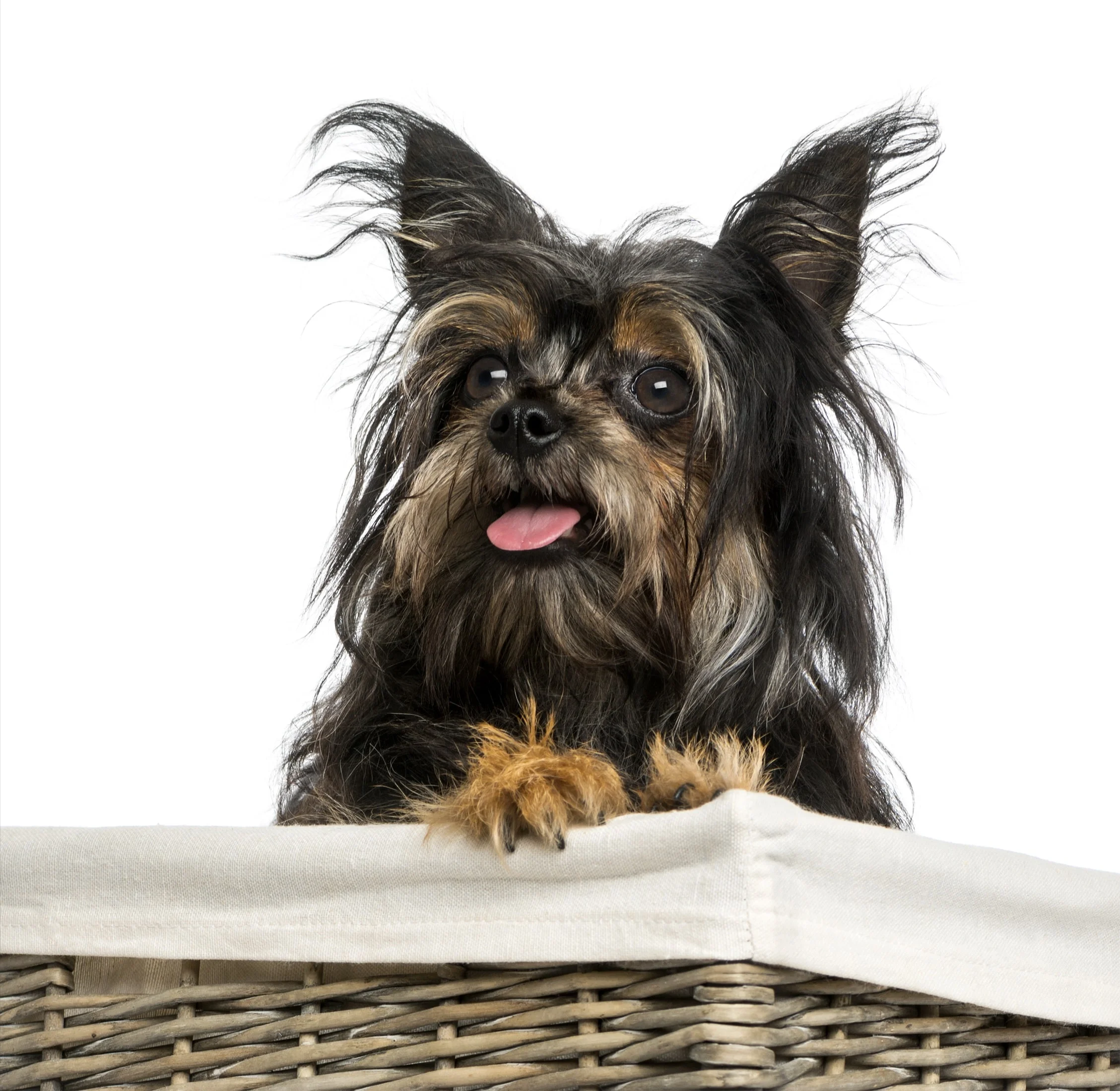 foto Chorkie Perro Mixto