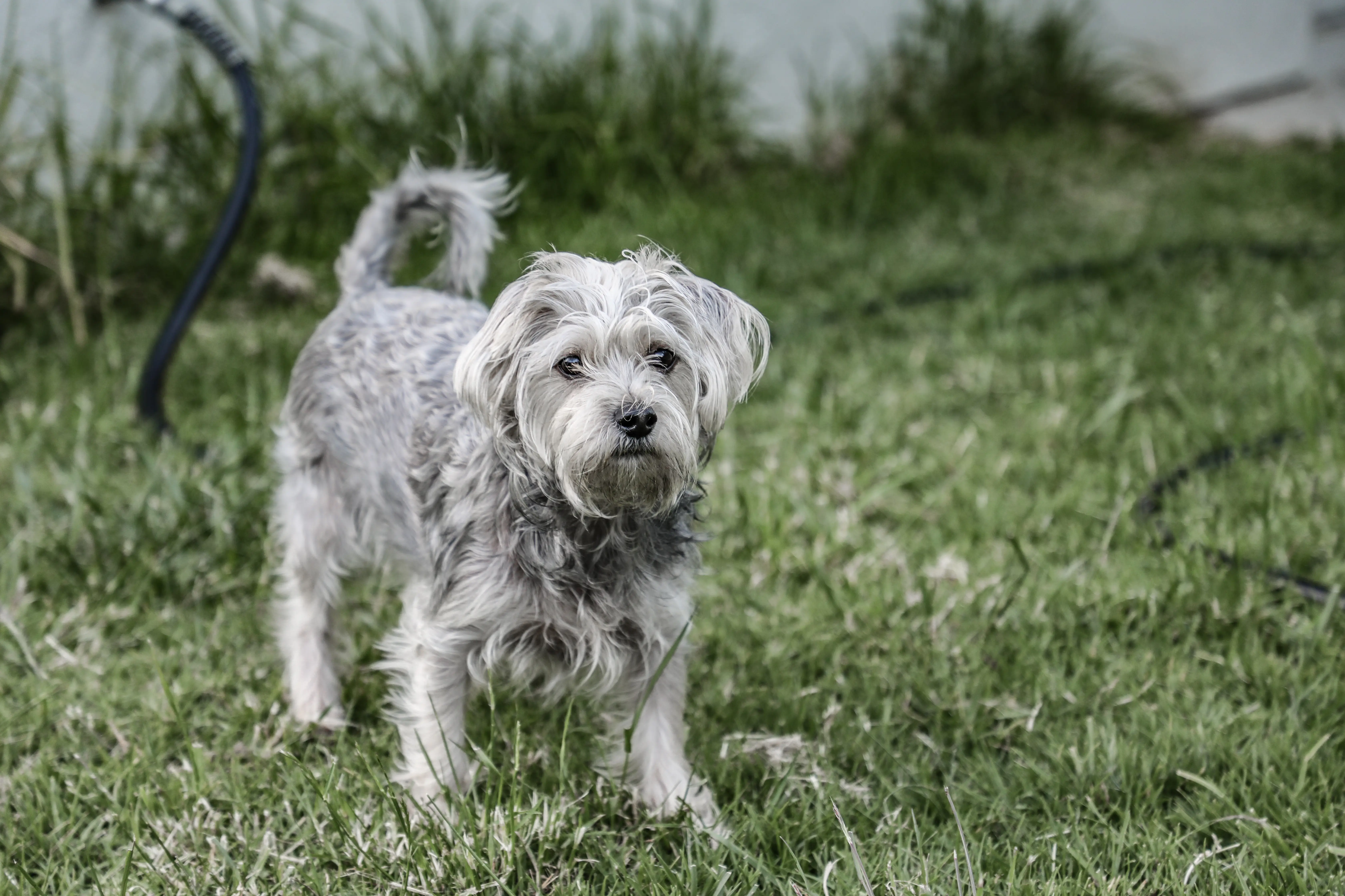 foto Chorkie Perro Mixto