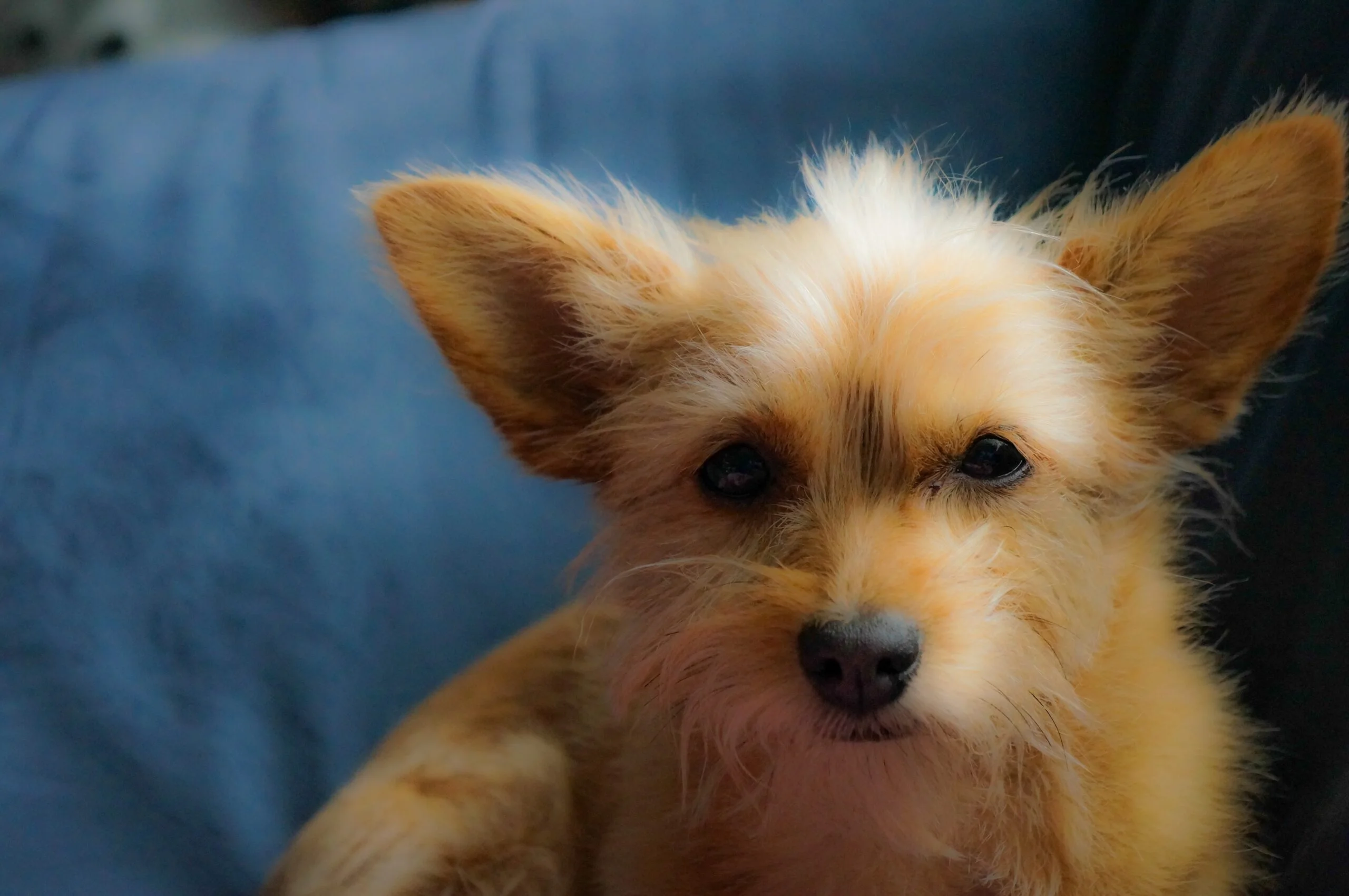 foto Chorkie Perro Mixto