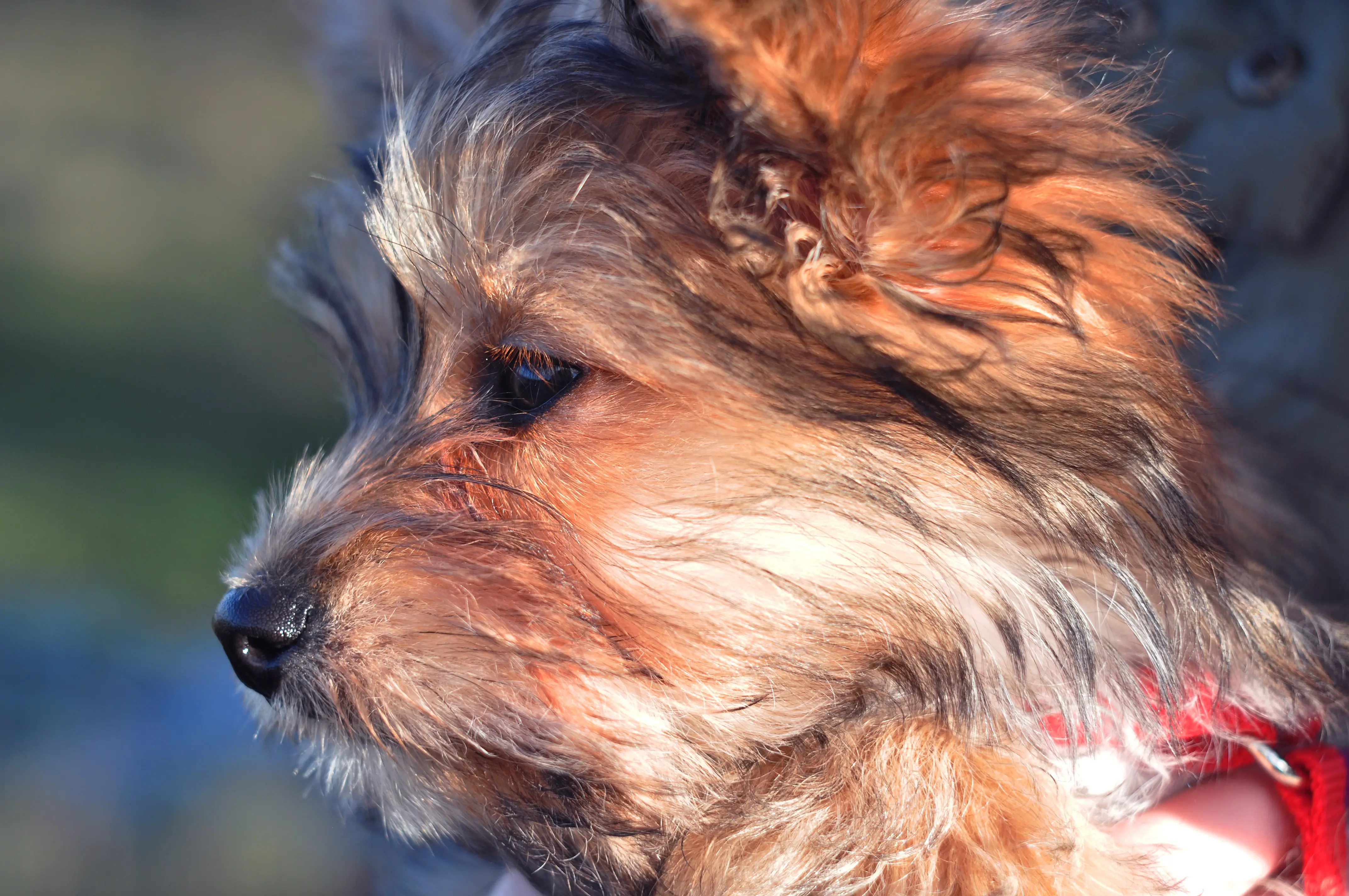 foto Chorkie Perro Mixto