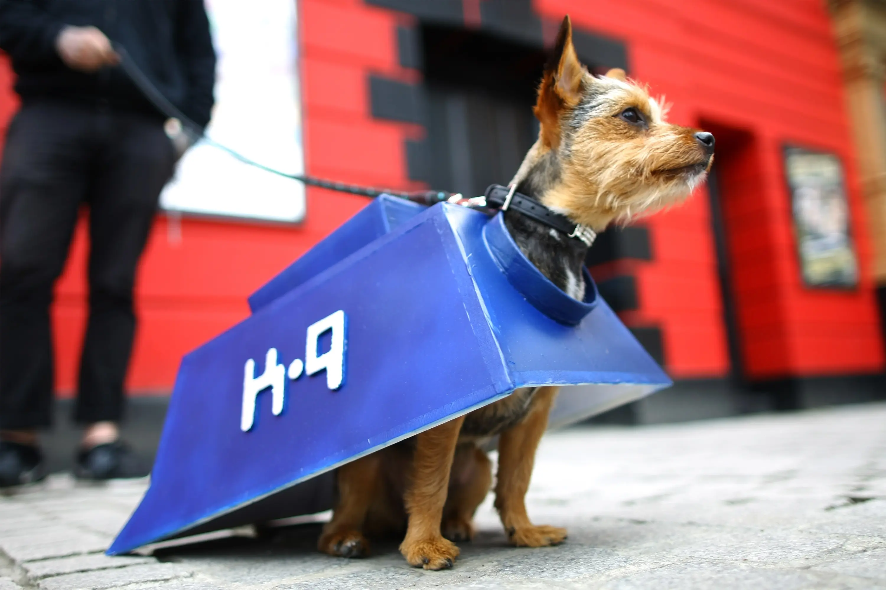 foto Chorkie Perro Mixto