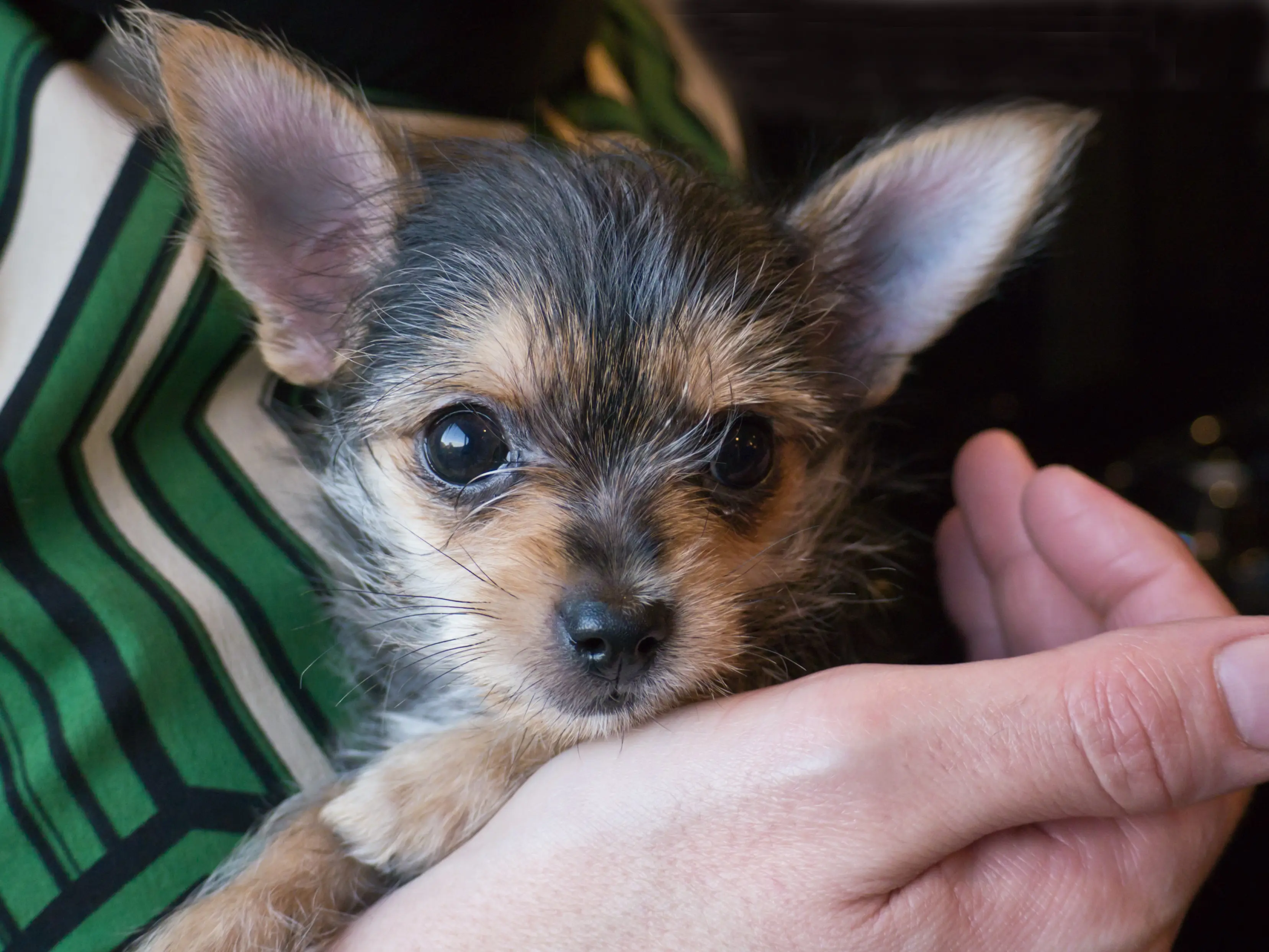 foto Chorkie Perro Mixto