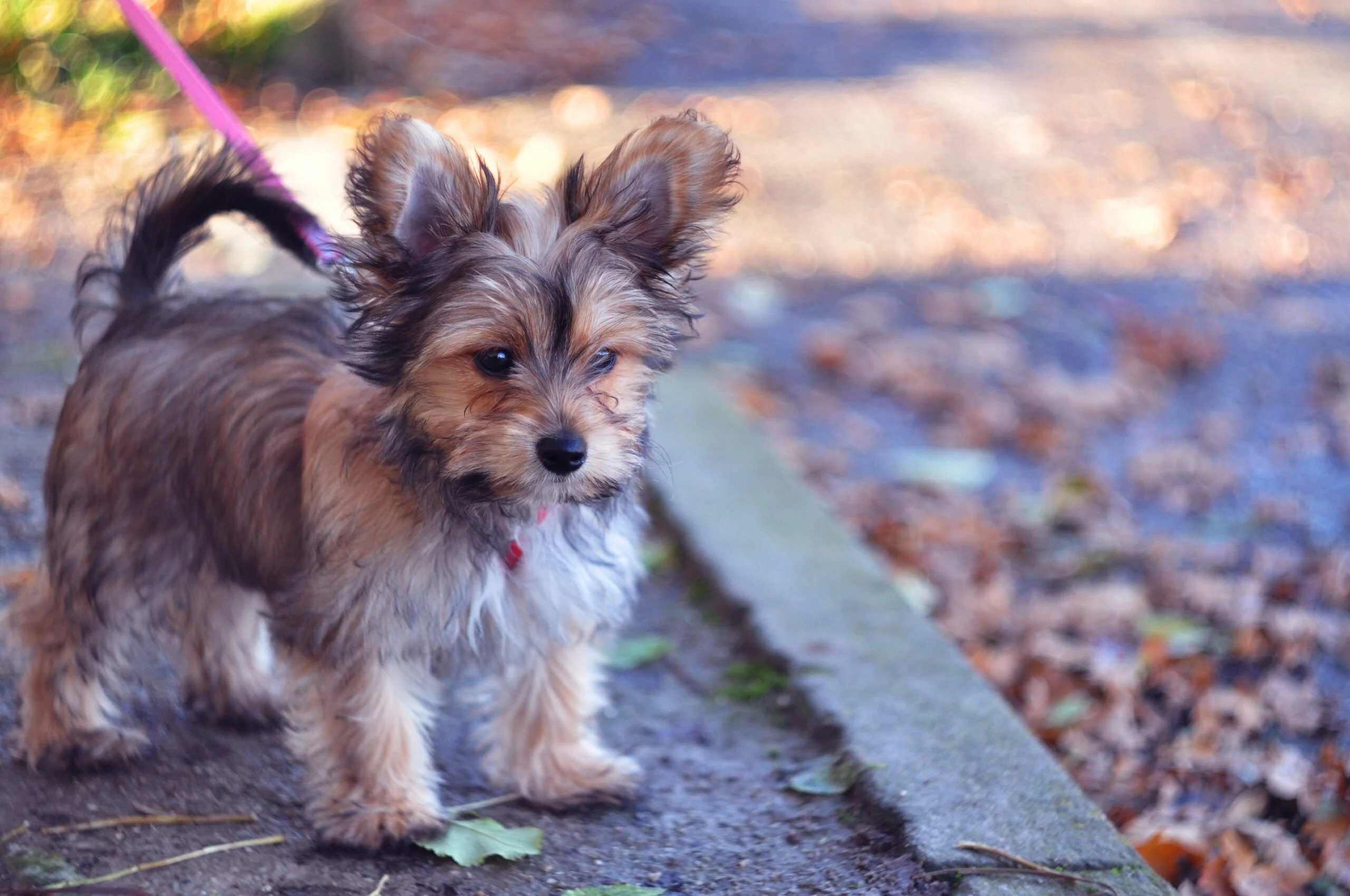 foto Chorkie Perro Mixto