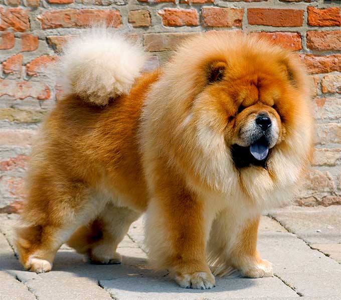 Chow Chow Perro