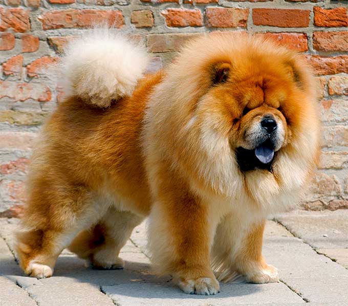 foto Chow Chow Perro