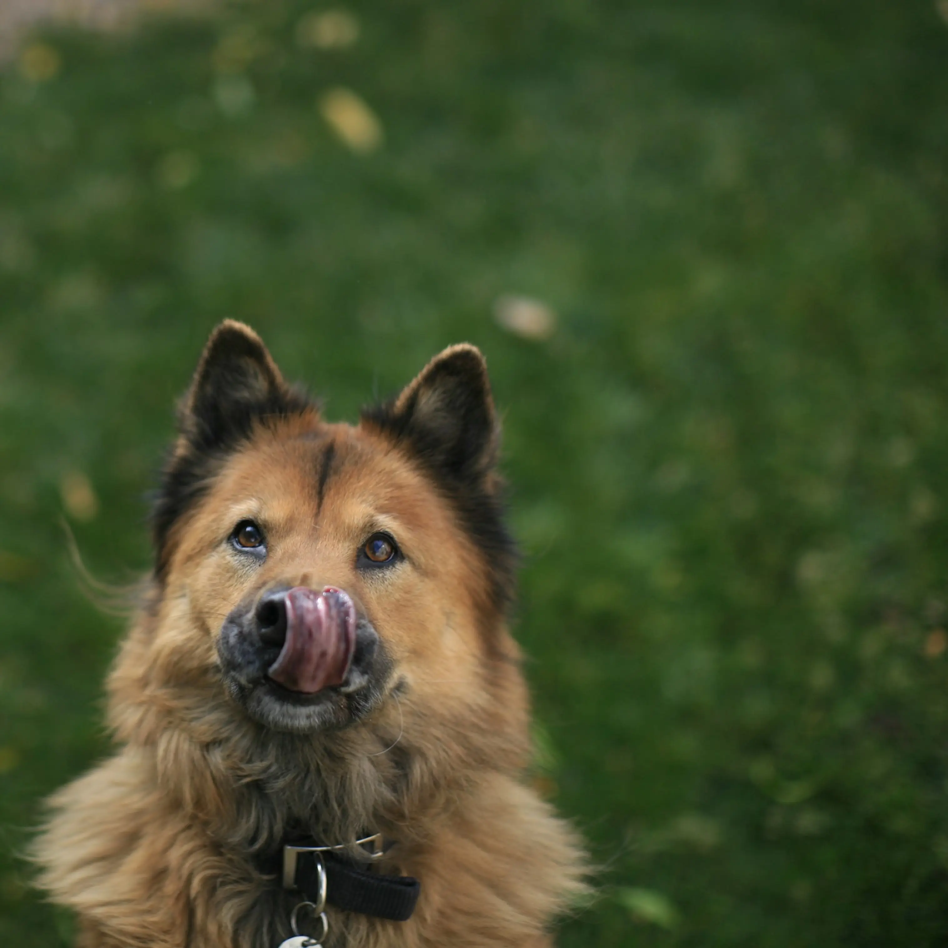 foto Chow Pastor Perro Mixto