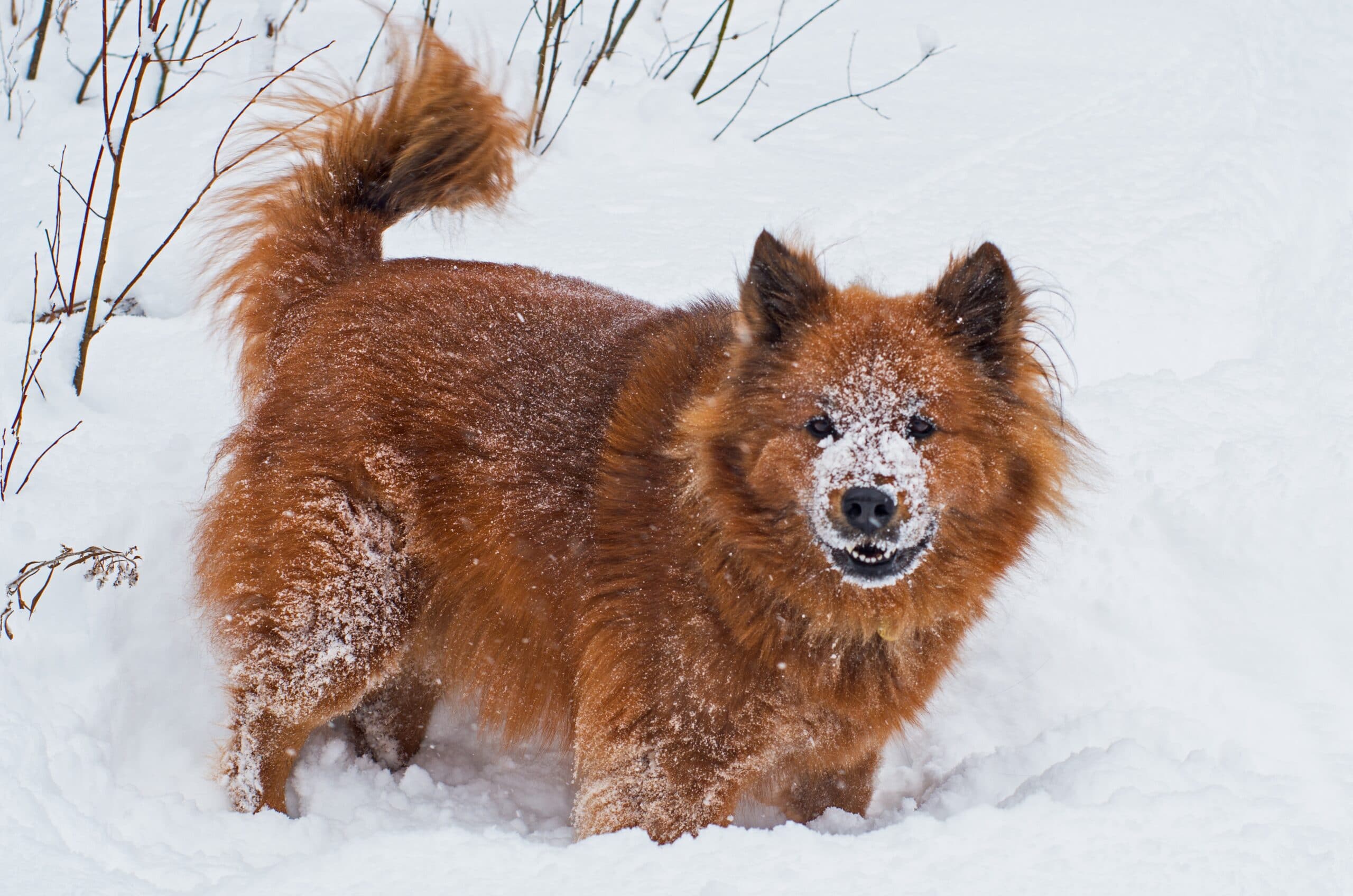 foto Chusky Perro Mixto