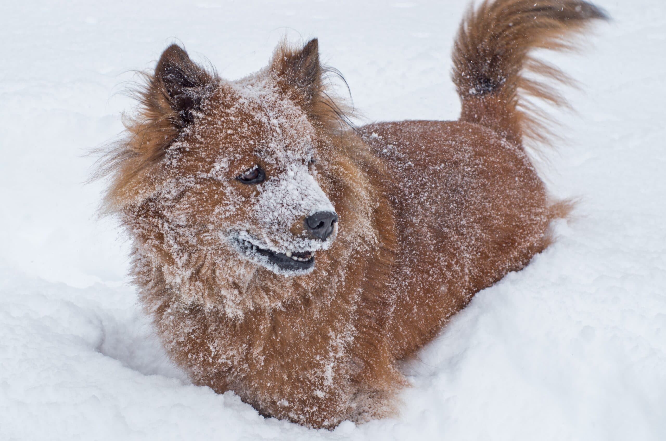 foto Chusky Perro Mixto