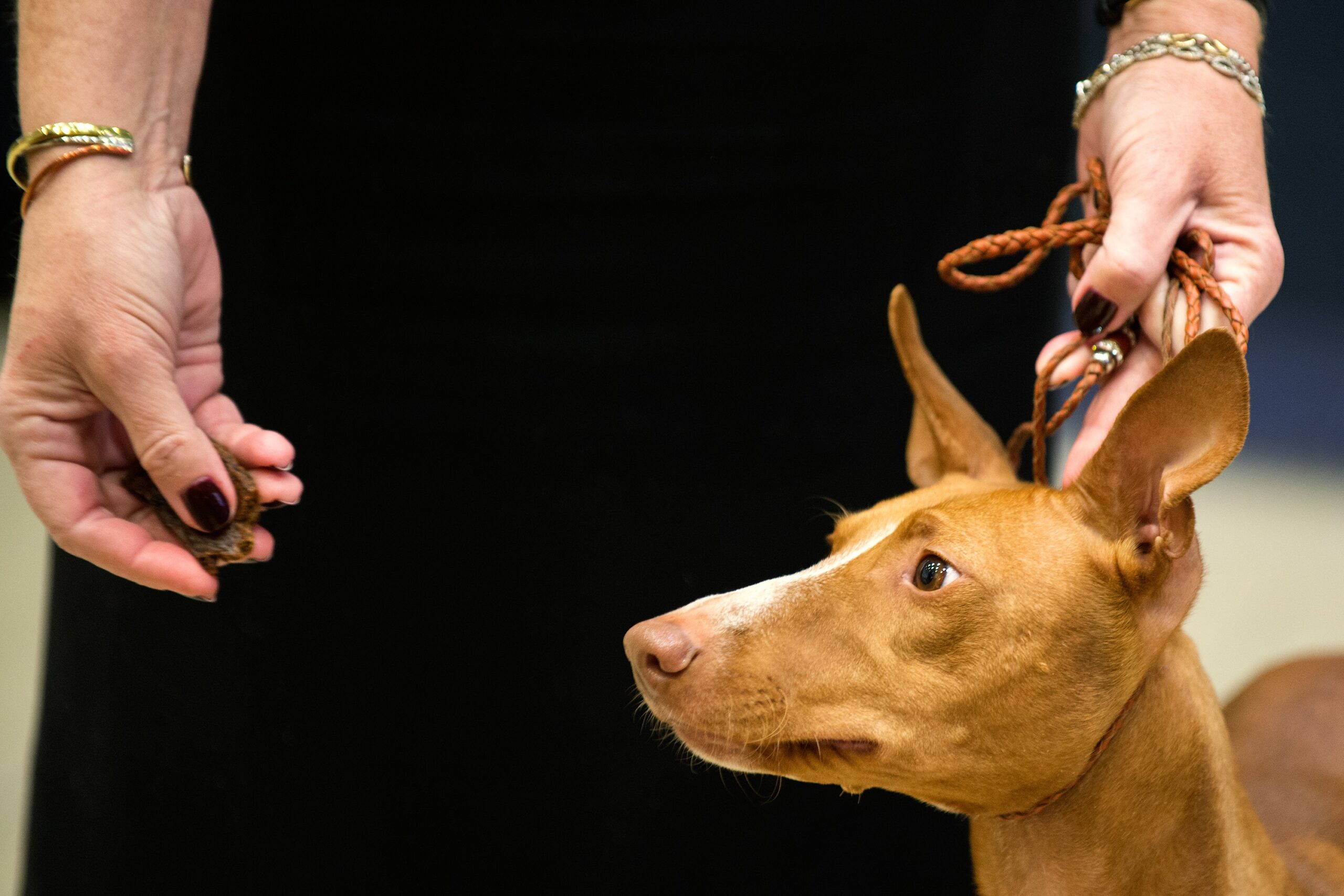 foto Perro Cirneco dell'Etna