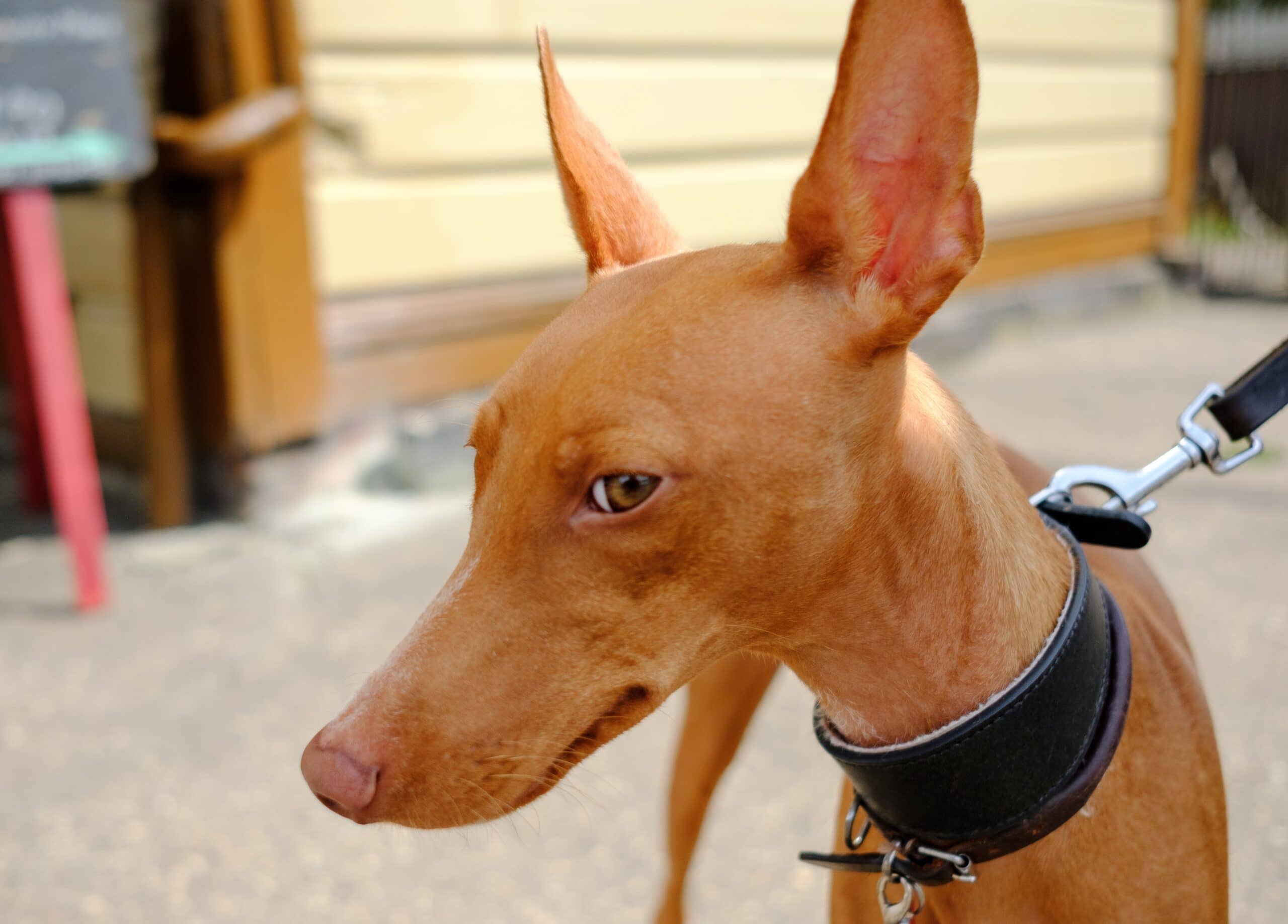 foto Perro Cirneco dell'Etna