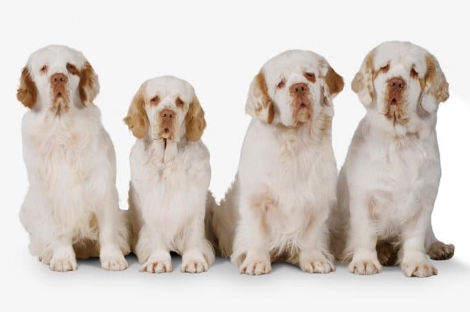 foto Perro Clumber Spaniel