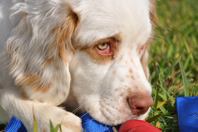 foto Perro Clumber Spaniel